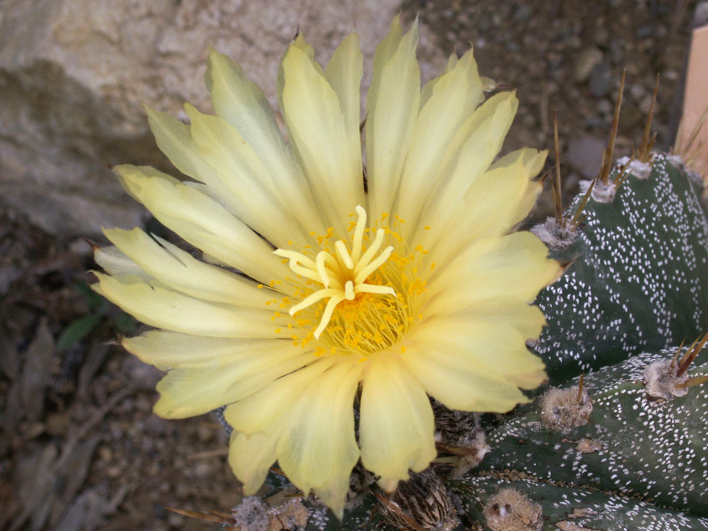 Afficher le média astrophytum_ornatum2bd astrophytum_ornatum2bd