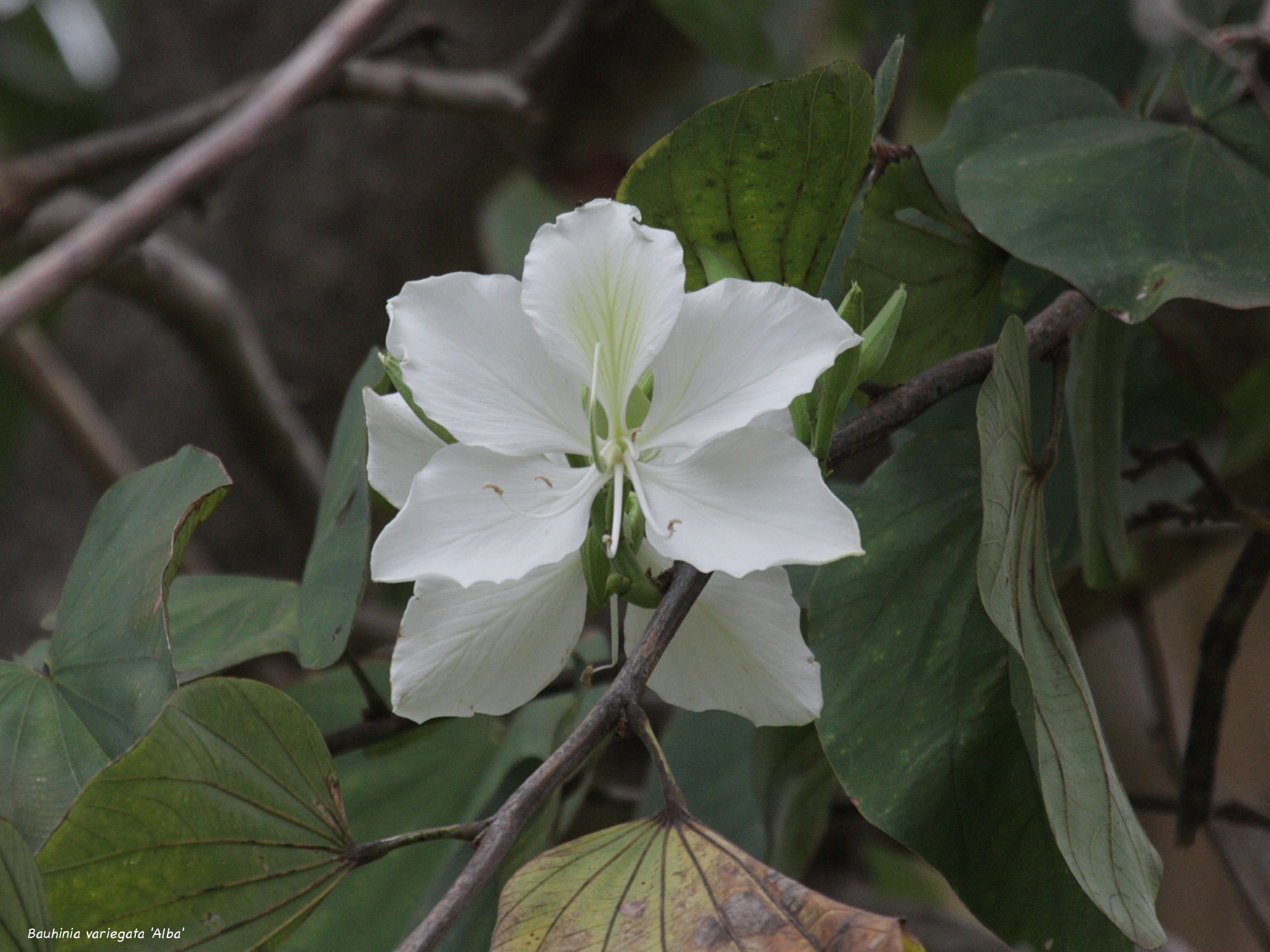 Afficher le média bauhinia_variegata_alba2bd bauhinia_variegata_alba2bd