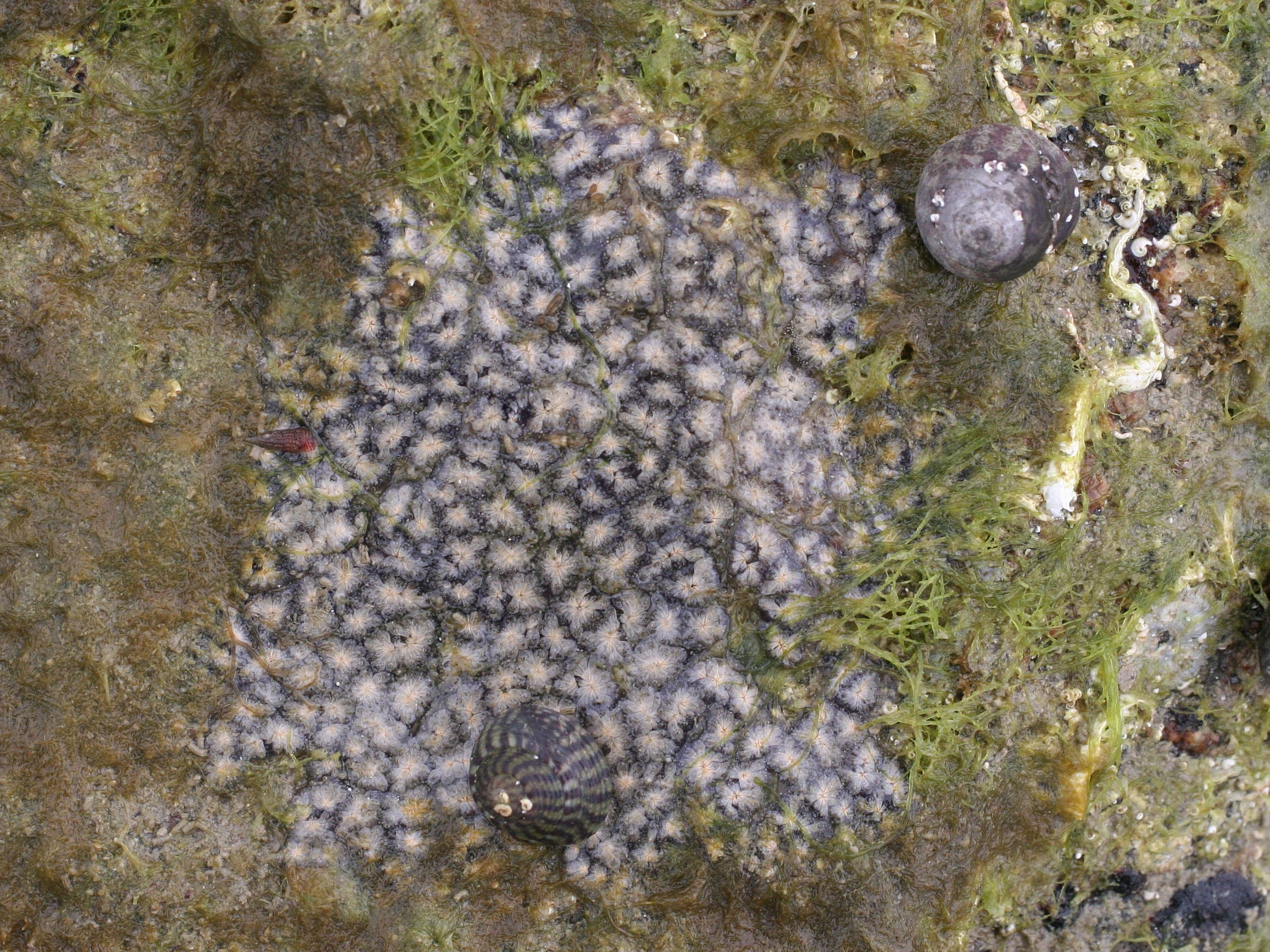 Afficher le média botryllus_schlosseri4md botryllus_schlosseri4md