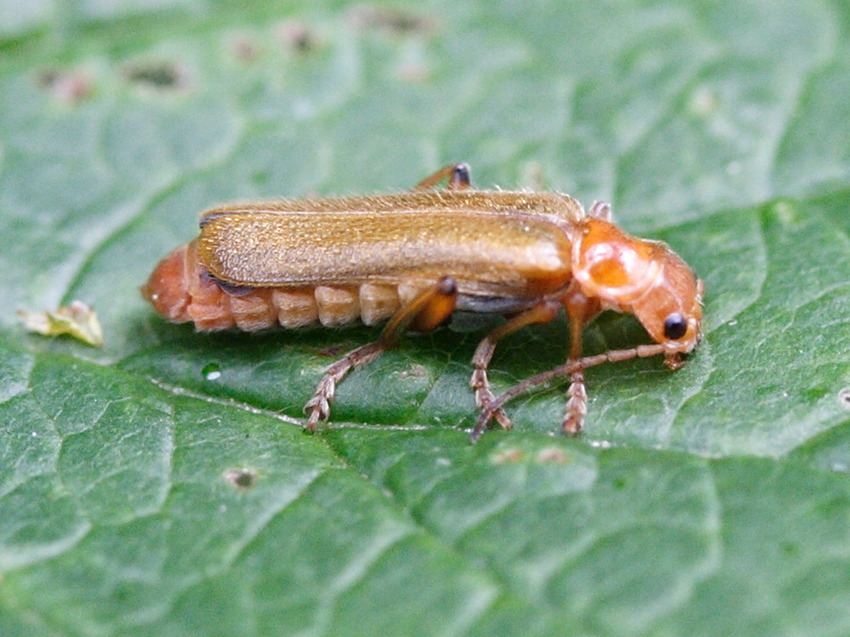 cantharis_cryptica1md