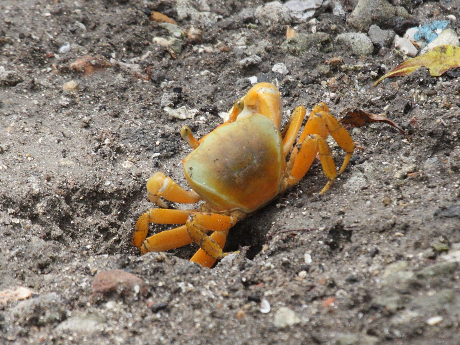 cardisoma_guanhumi4bd