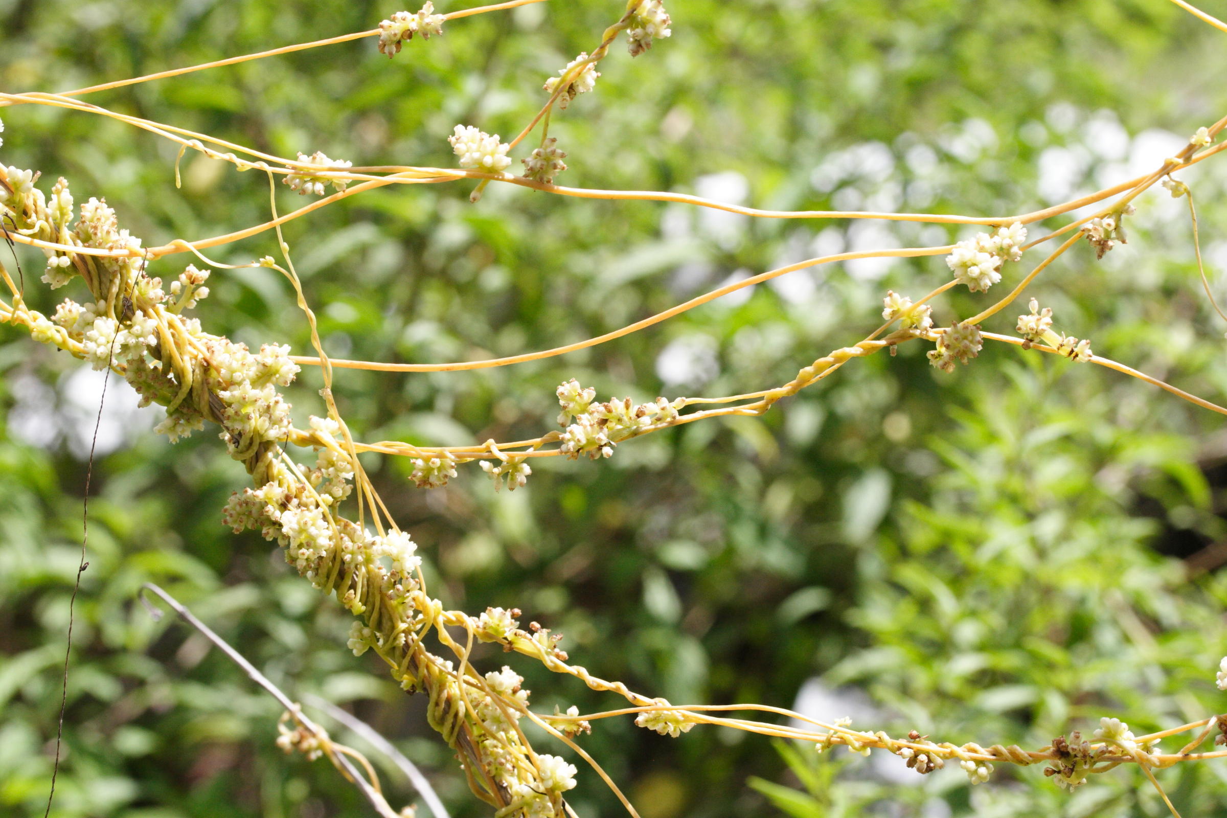 cassytha_filiformis3md