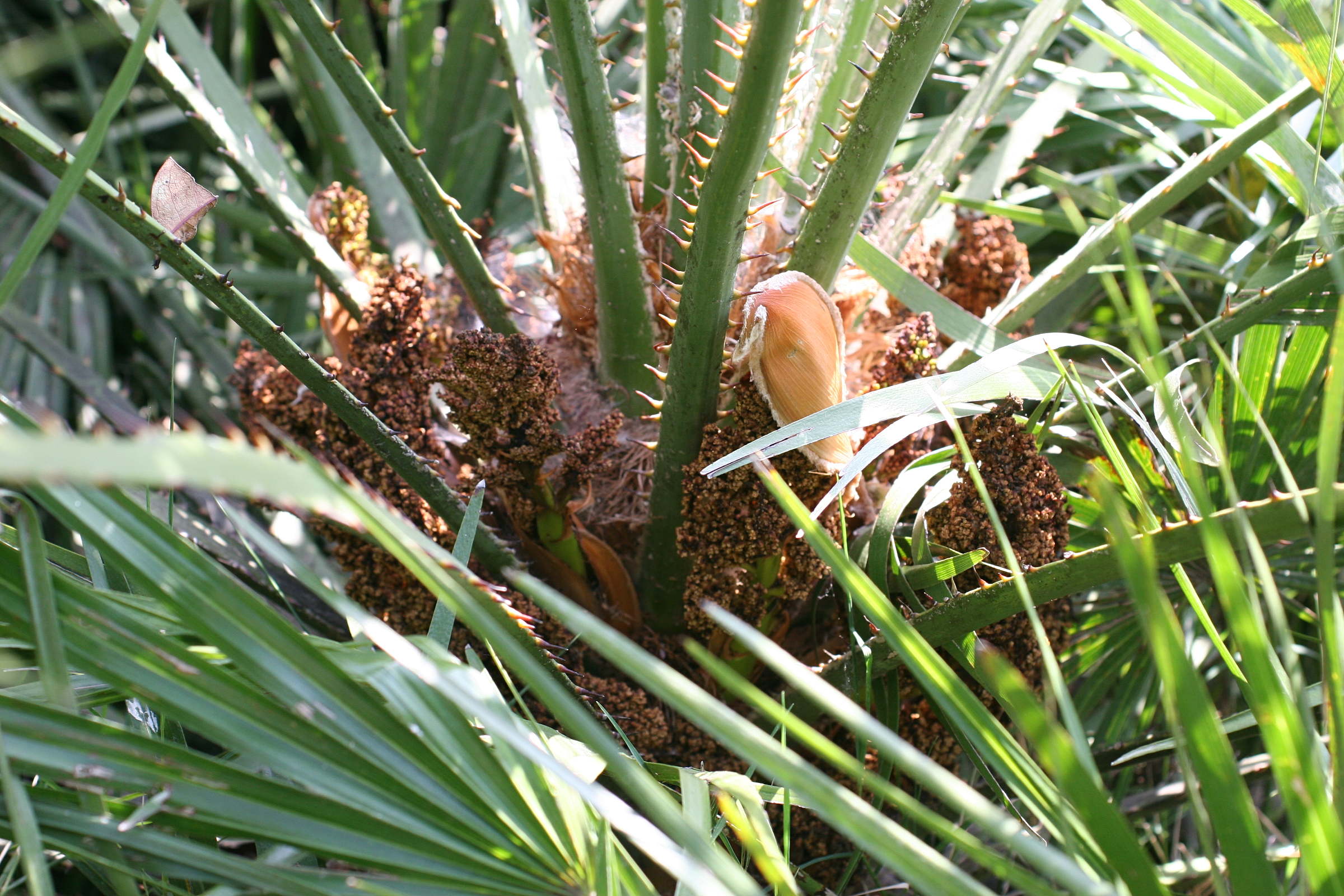 Afficher le média chamaerops_humilis3md chamaerops_humilis3md