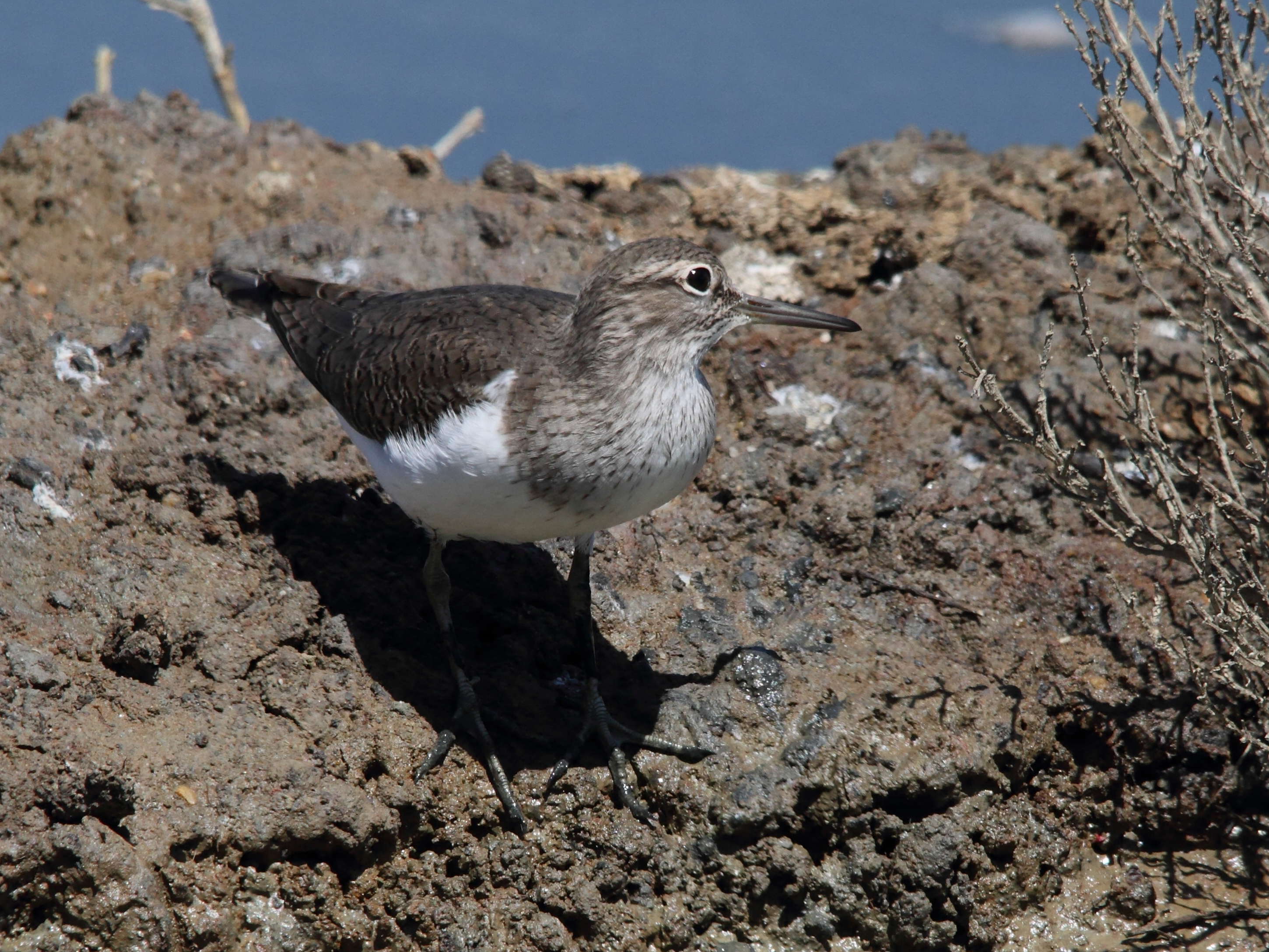 chevalier_guignette_-_actitis_hypoleucos5bd