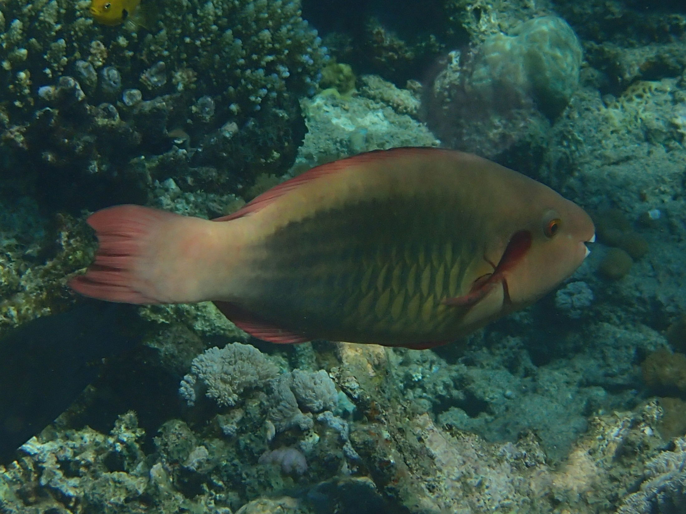 Afficher le média chlorurus_sordidus2bd chlorurus_sordidus2bd