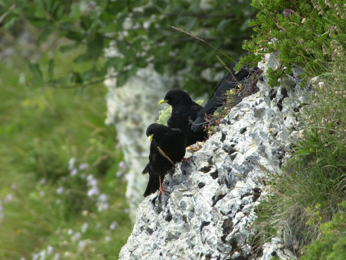 chocard_a_bec_jaune_-_pyrrhocorax_graculus3md