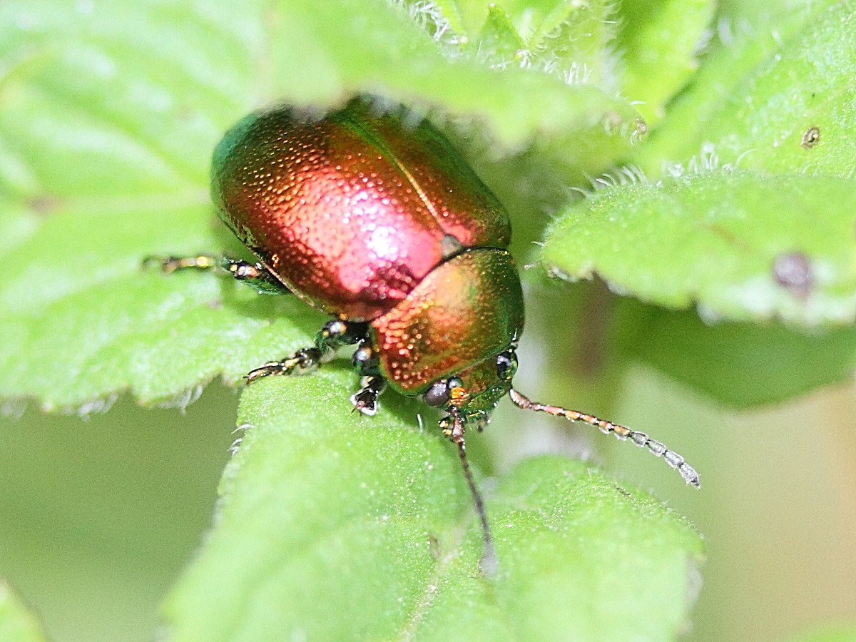 chrysolina_fastuosa6md
