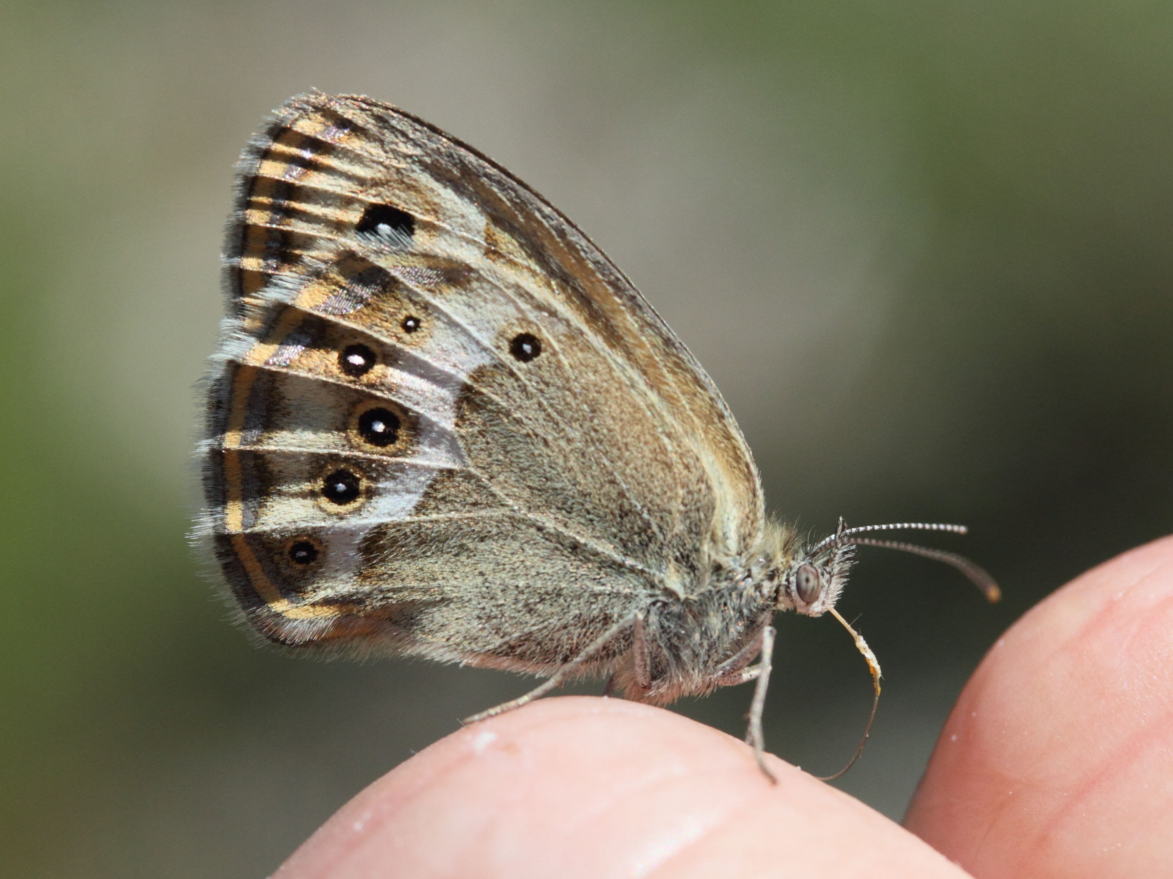 coenonympha_dorus2md