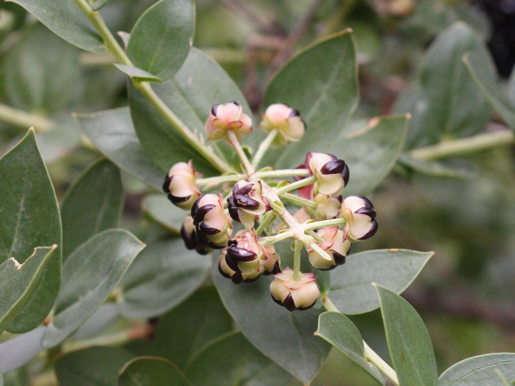 Afficher le média coriaria_myrtifolia5md coriaria_myrtifolia5md