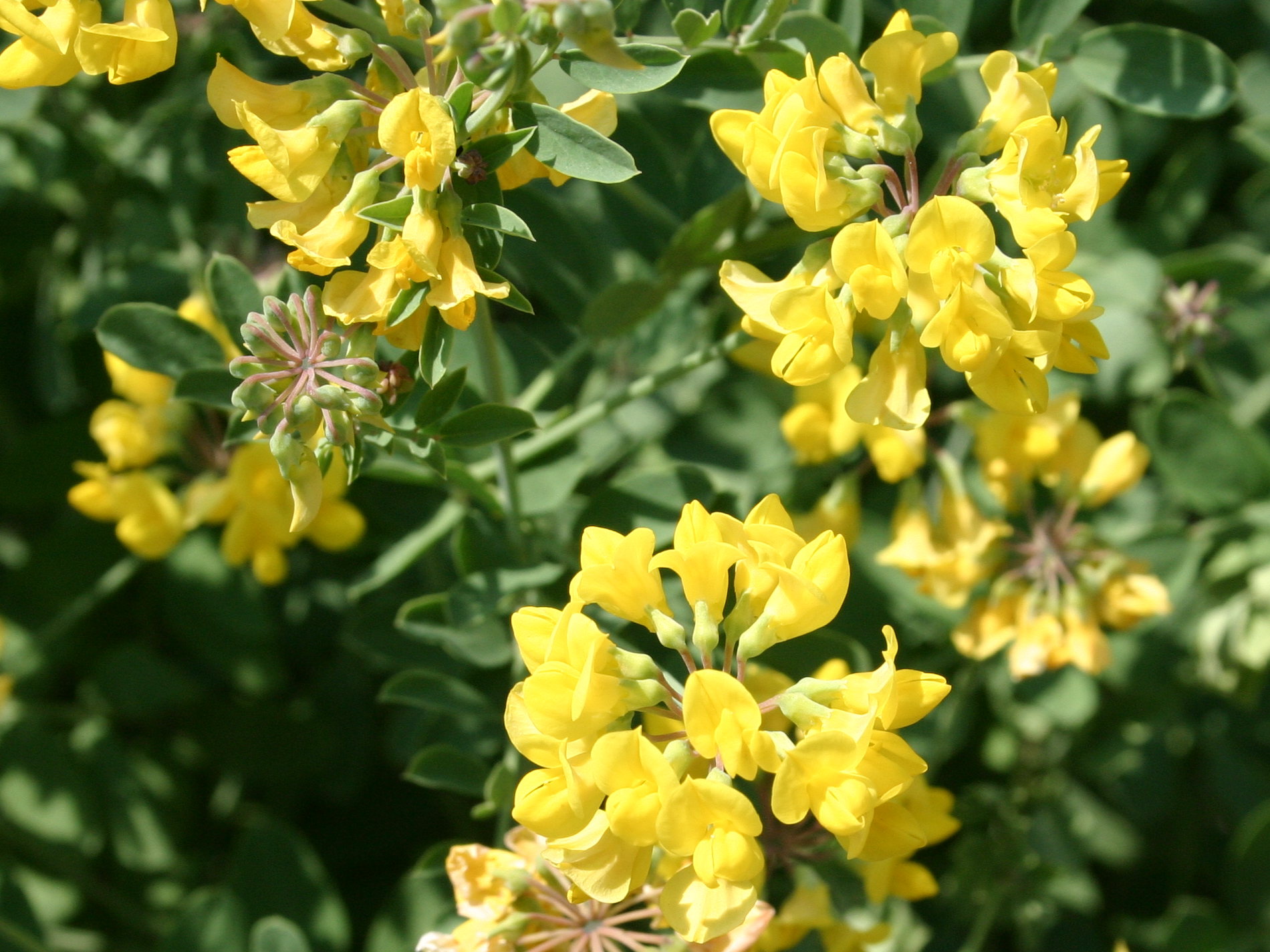 Afficher le média coronilla_coronata1sd coronilla_coronata1sd