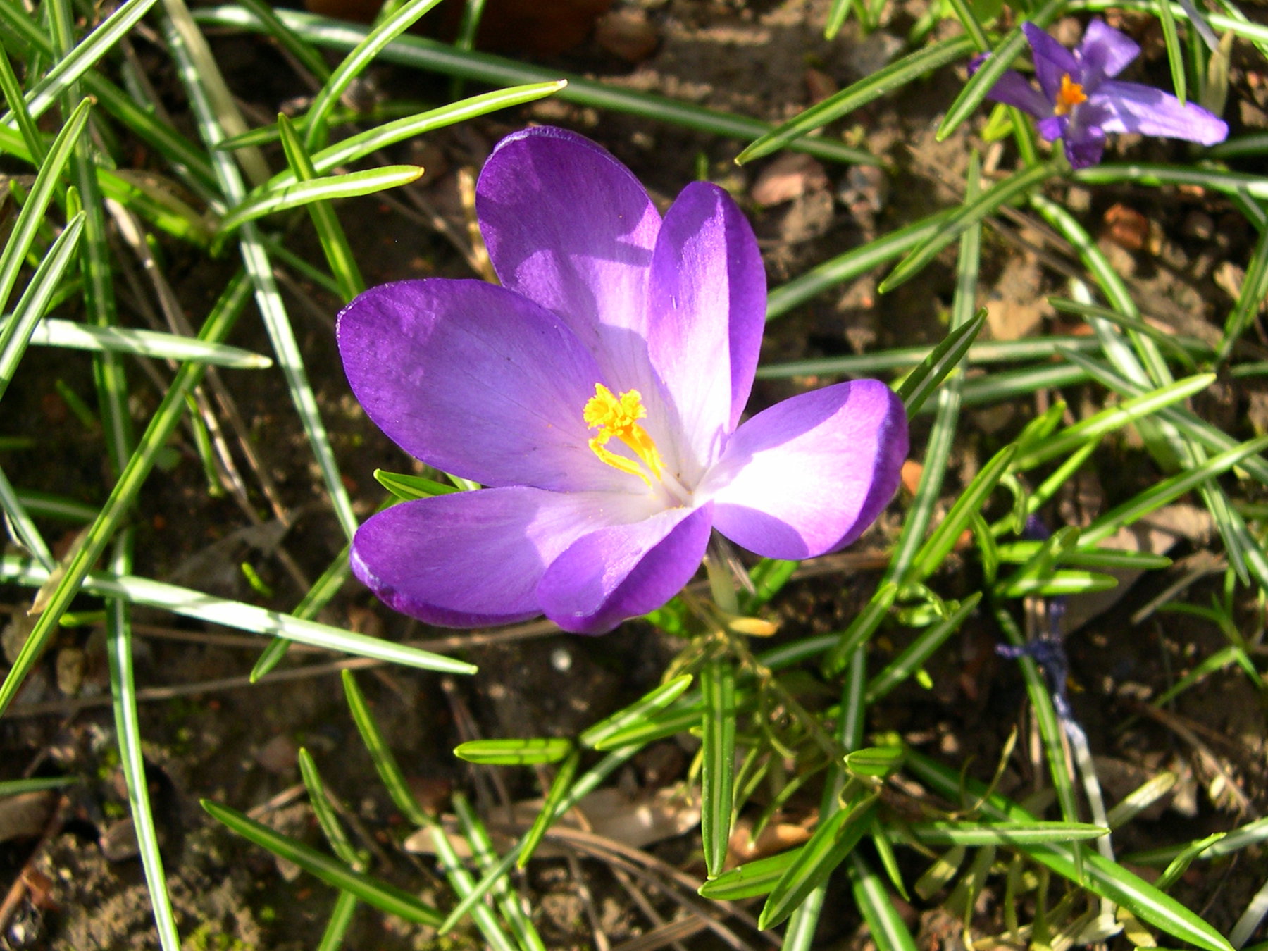crocus_neapolitanus2md