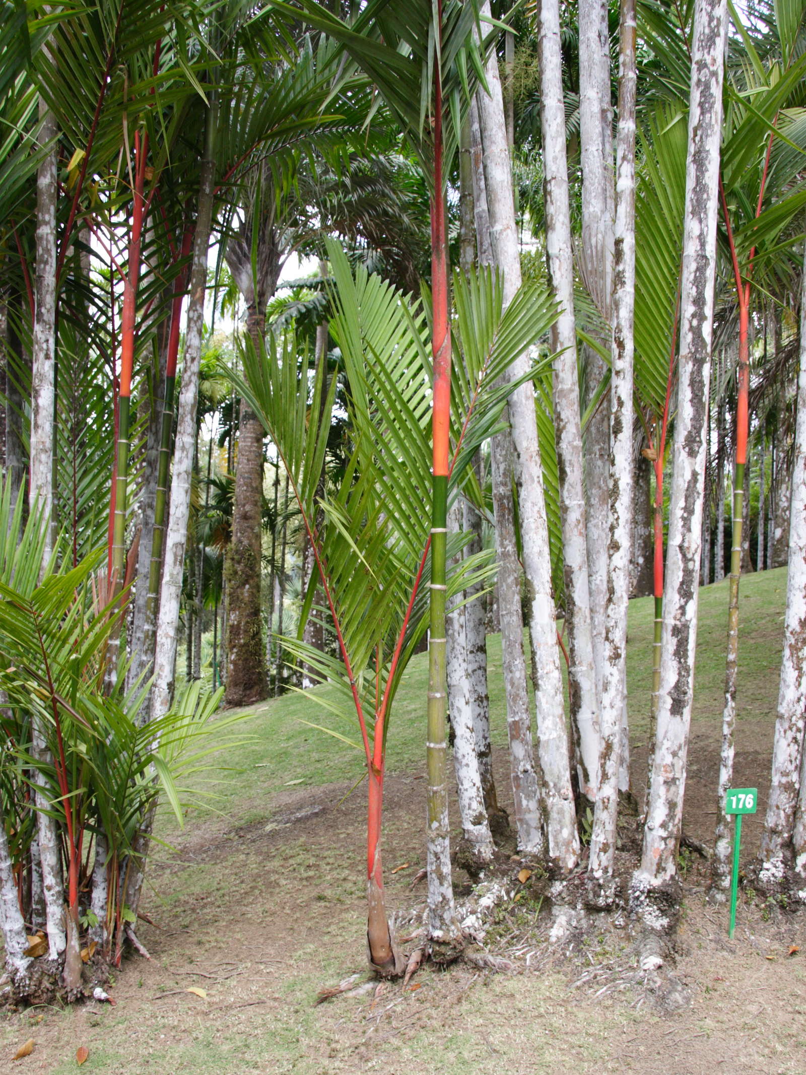 Afficher le média cyrtostachys_renda2md cyrtostachys_renda2md