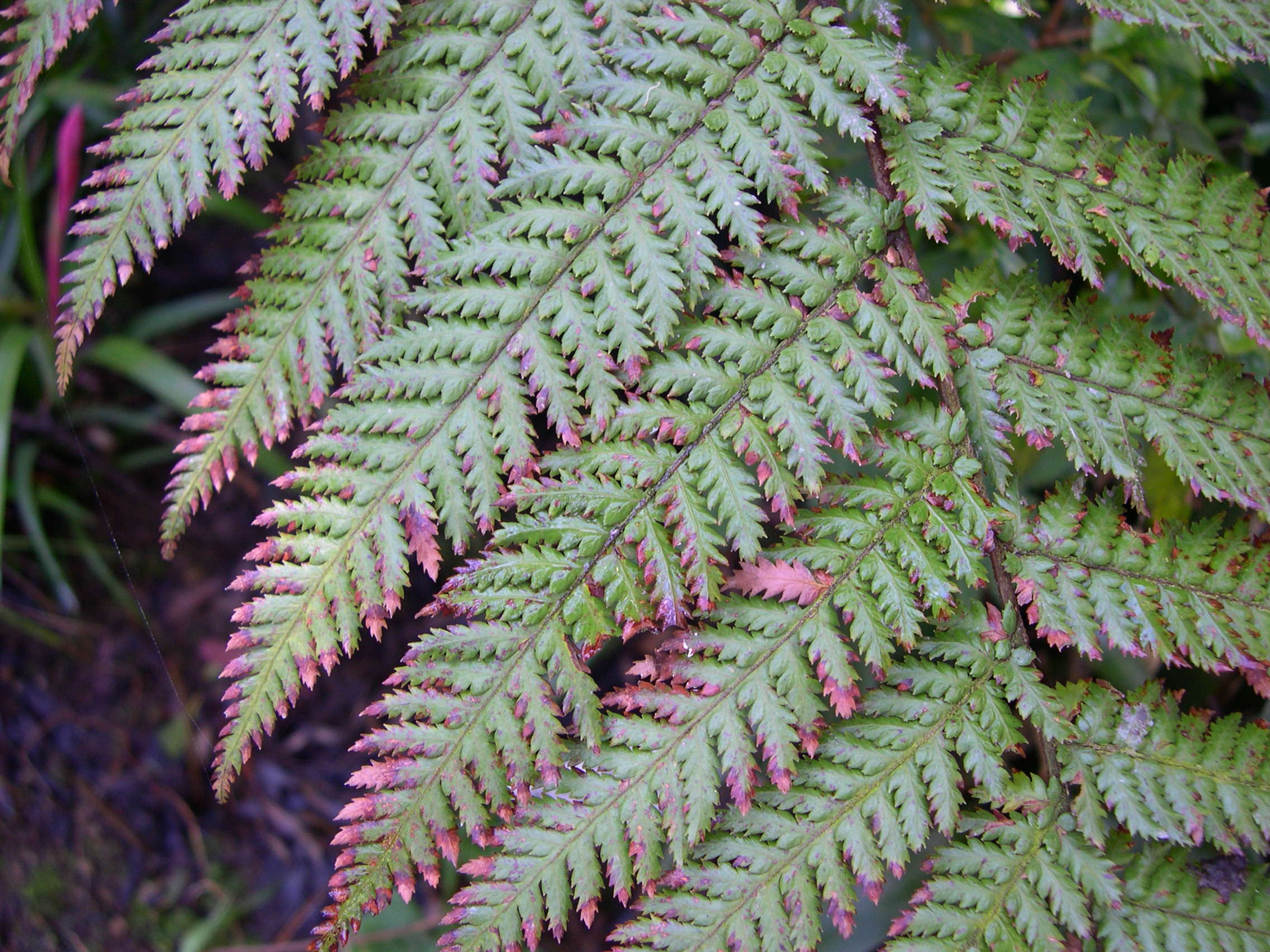 Afficher le média dicksonia_squarrosa2md dicksonia_squarrosa2md