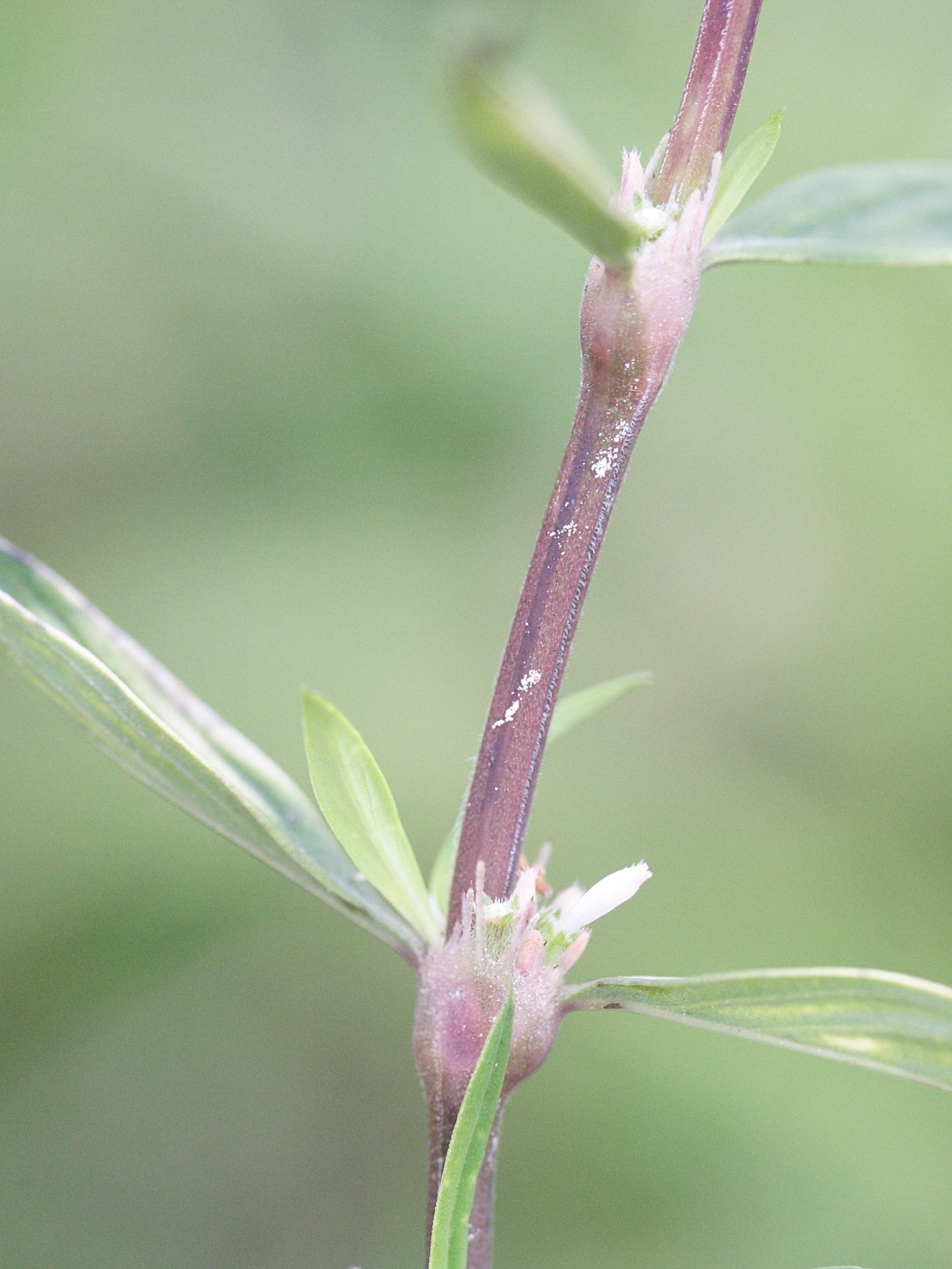 diodia_ocymifolia3md