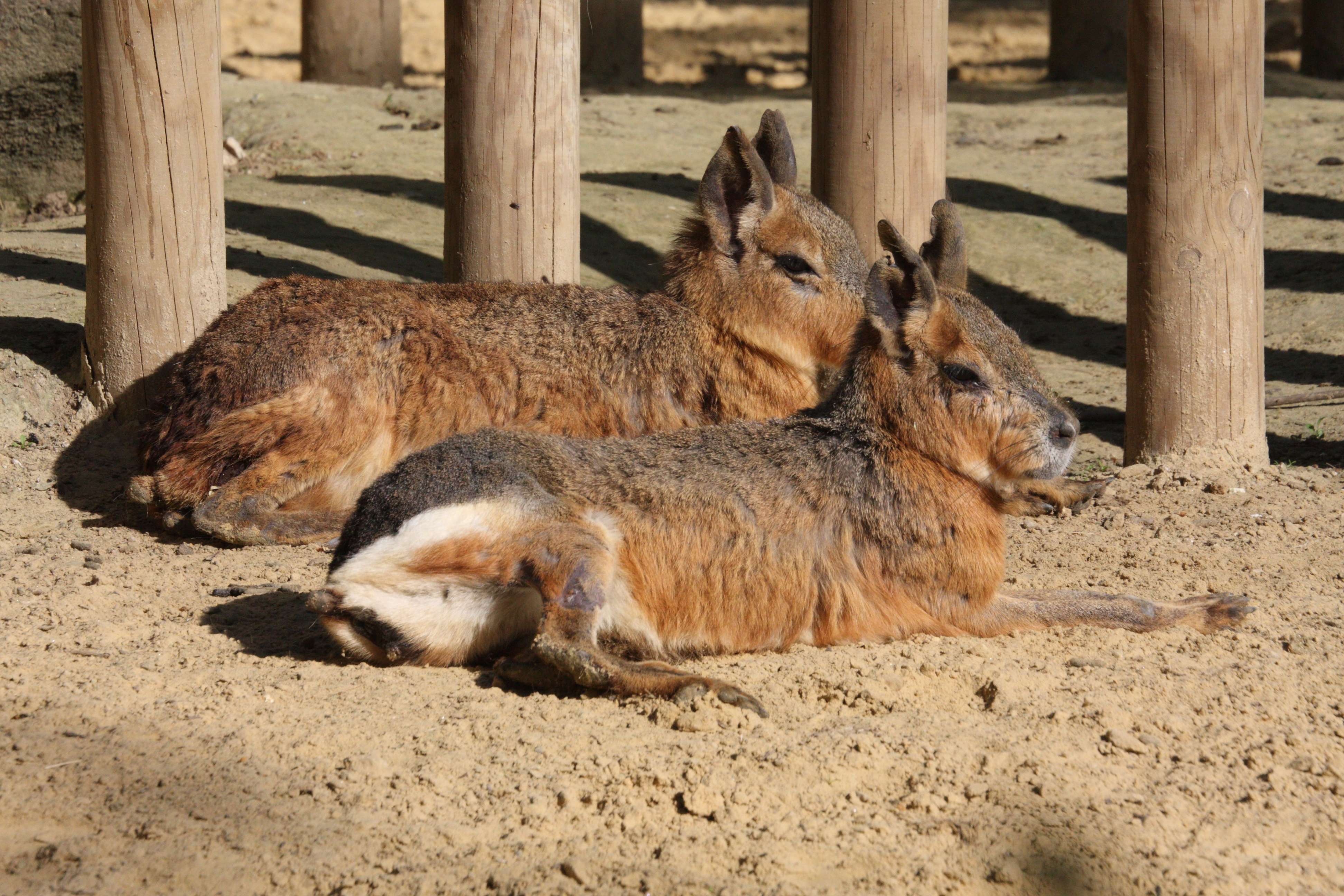 dolichotis_patagonum2md