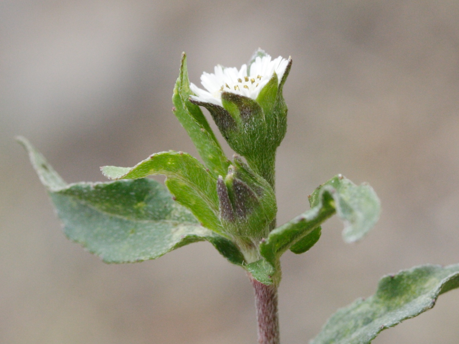 eclipta_prostrata2md