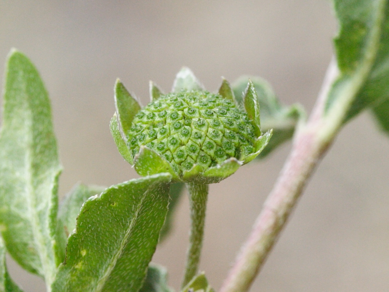 eclipta_prostrata3md