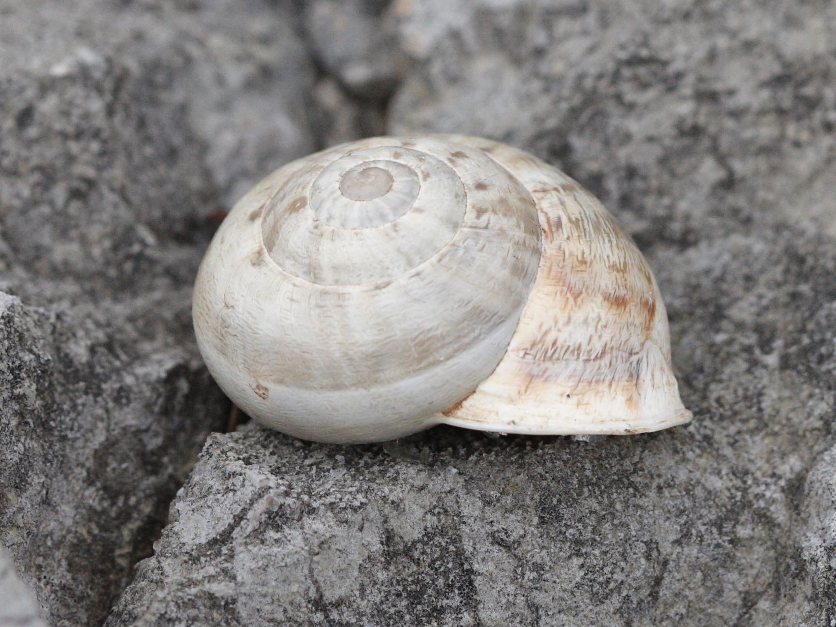 eobania_vermiculata3md