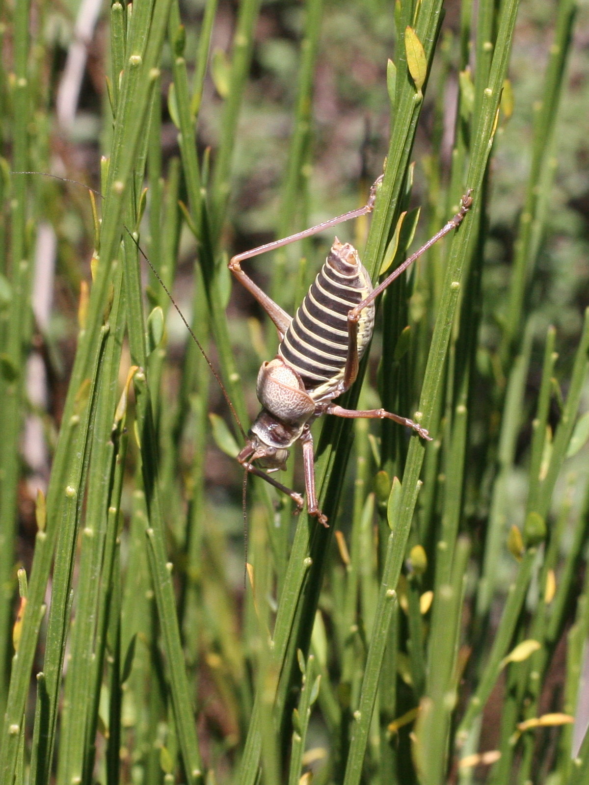 Afficher le média ephippiger_ephippiger4md ephippiger_ephippiger4md