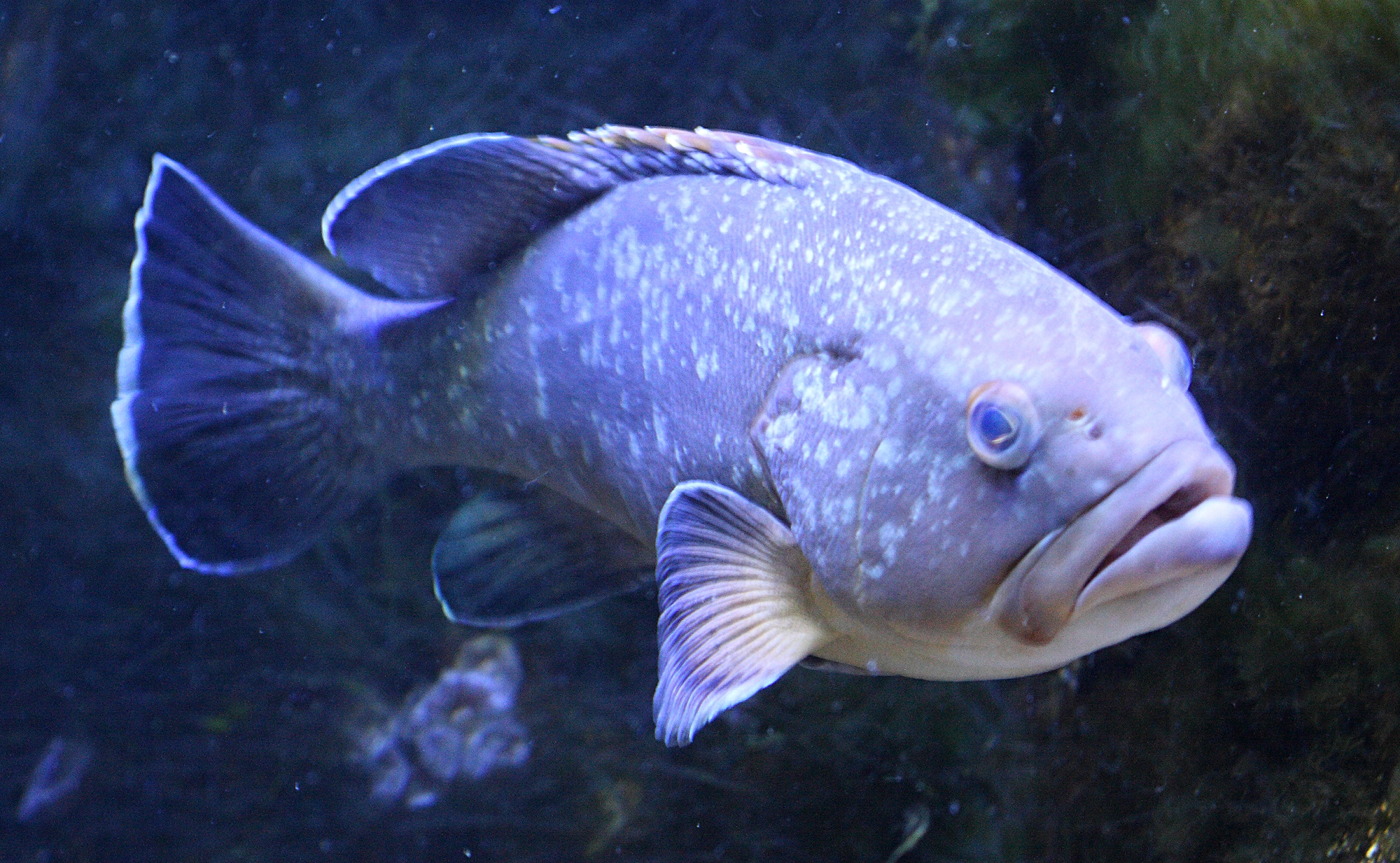 epinephelus_marginatus1bd