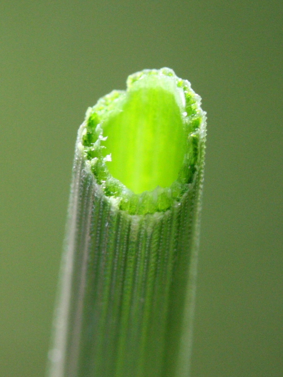 equisetum_x_moorei4md