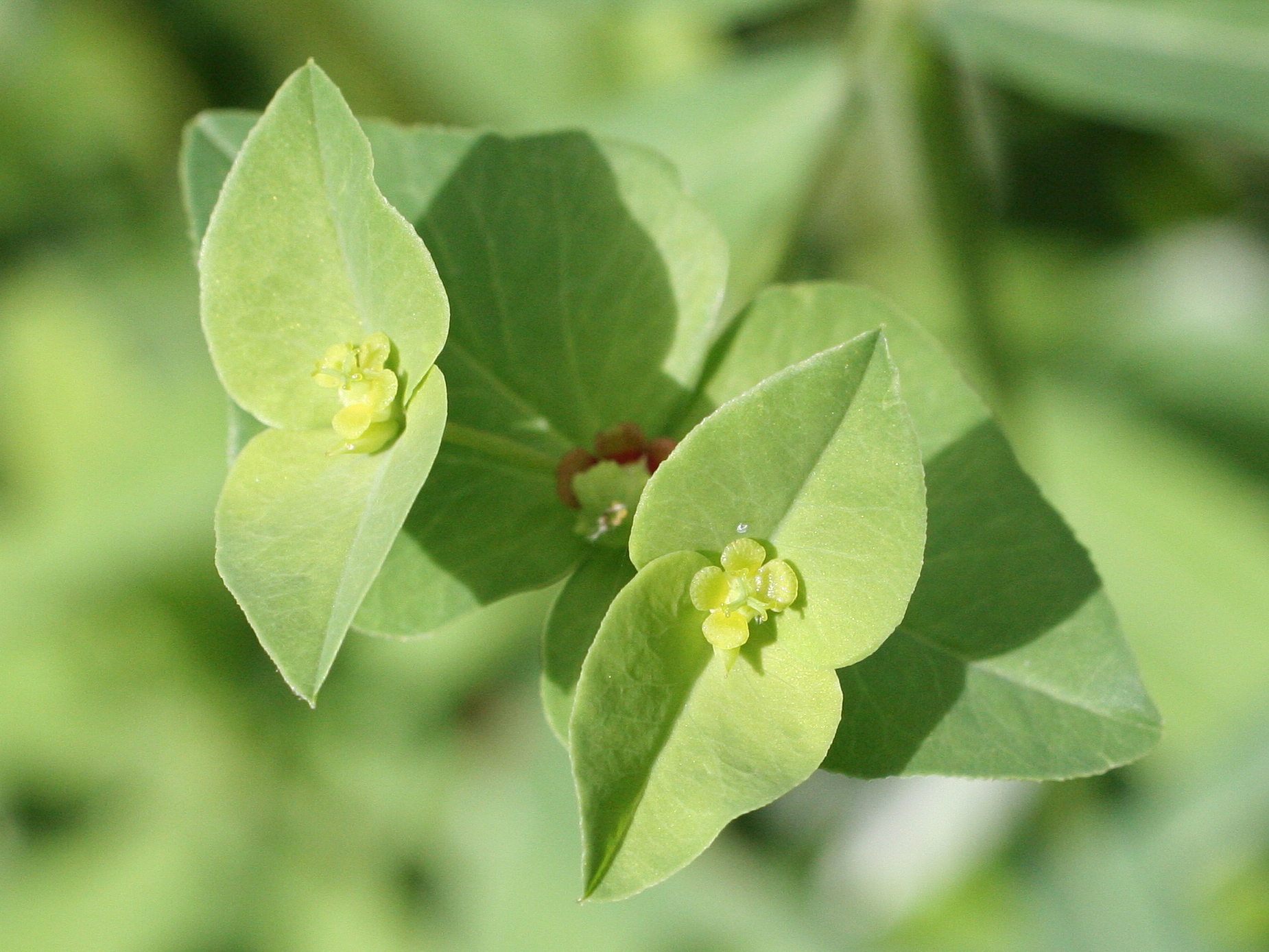 Afficher le média euphorbia_dulcis4md euphorbia_dulcis4md