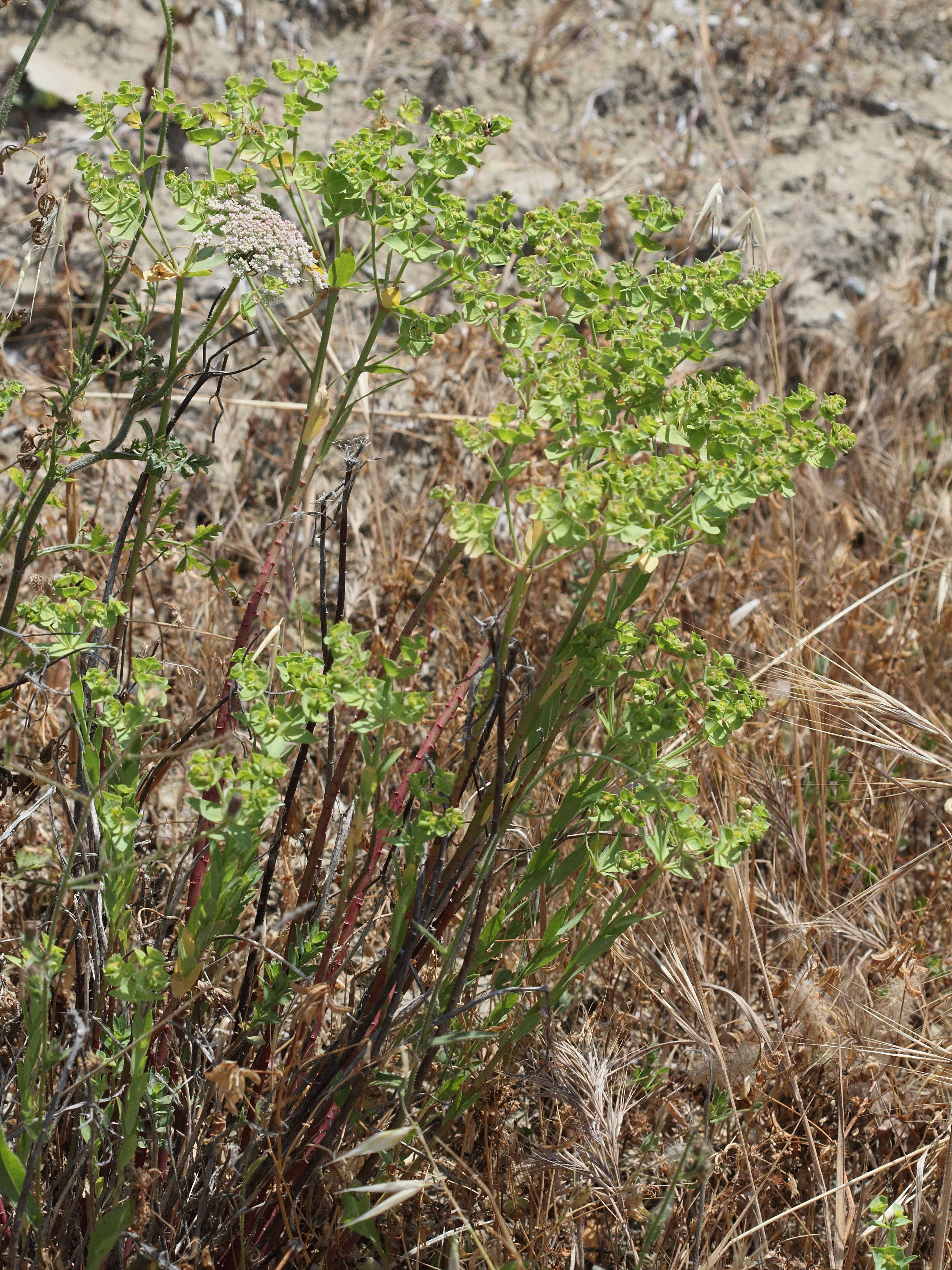 euphorbia_terracina4bd