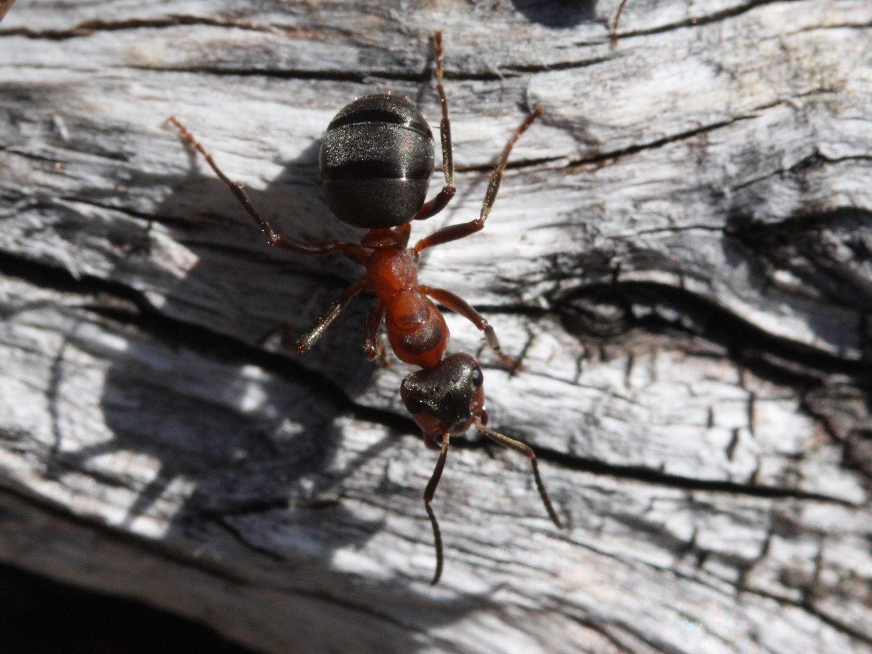 formica_polyctena3md