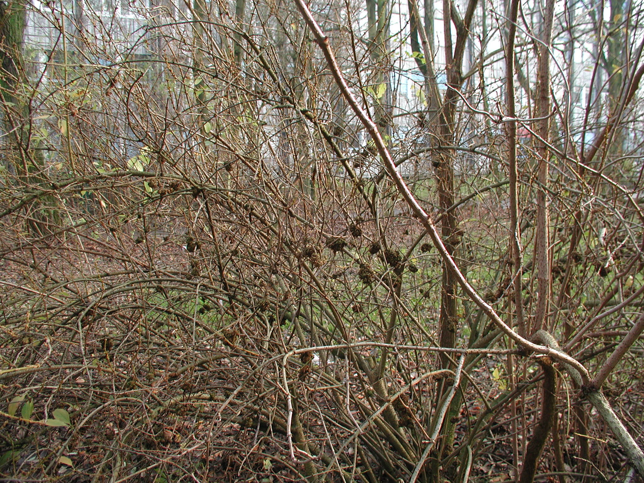 forsythia_viridissima5md