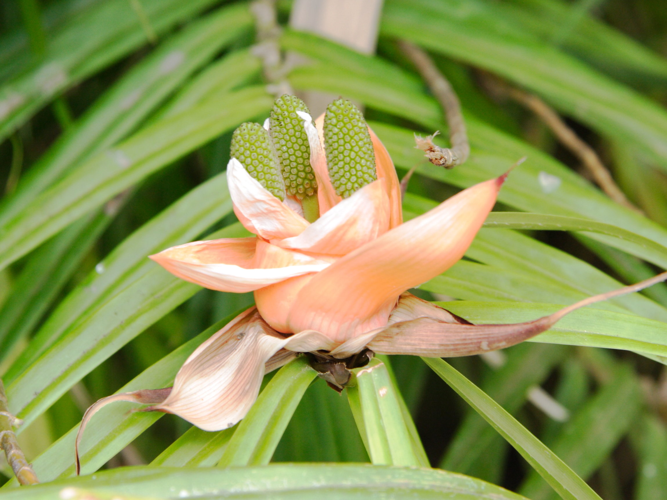 freycinetia_multiflora1md