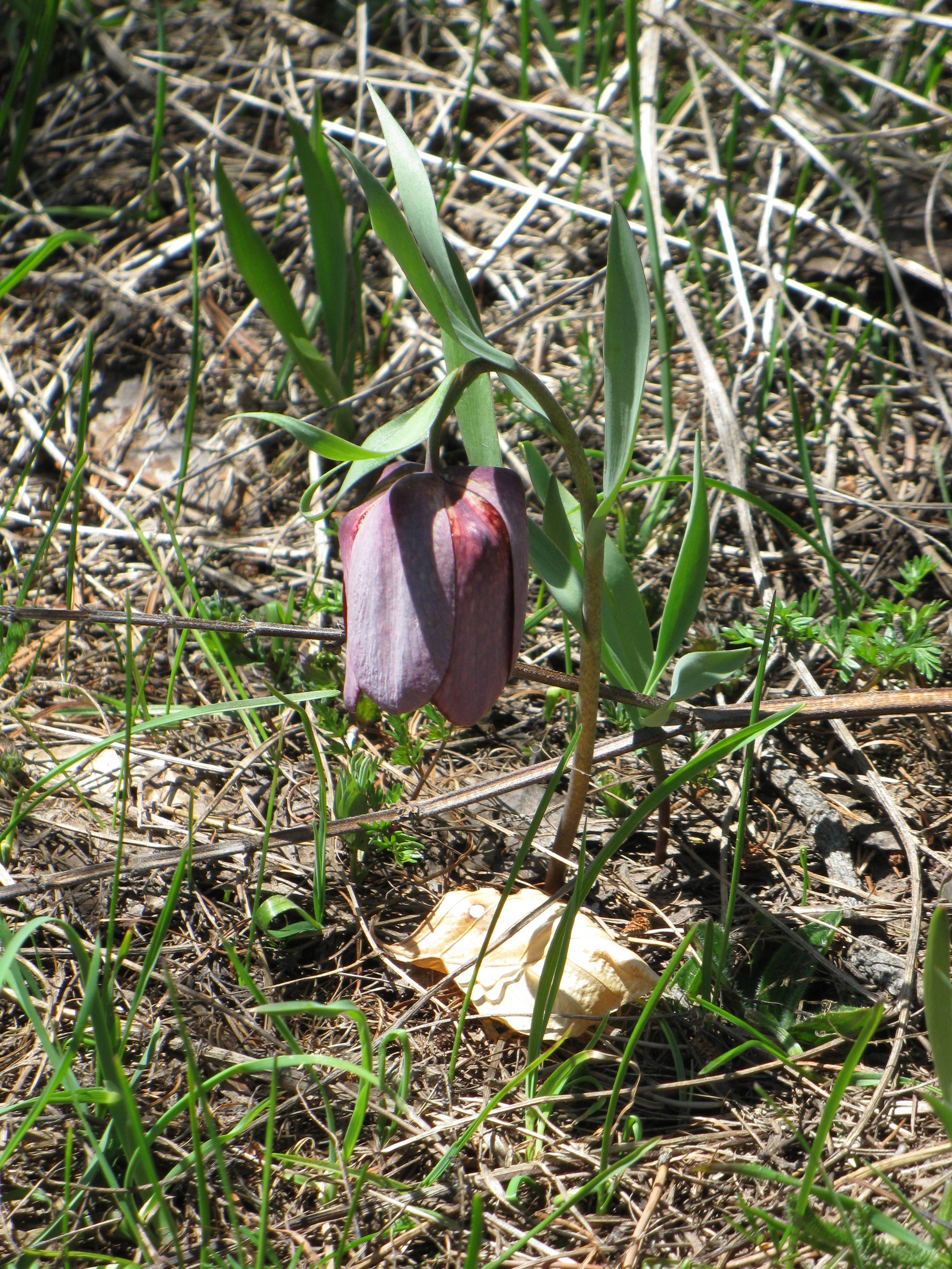 fritillaria_tubiformis3mv