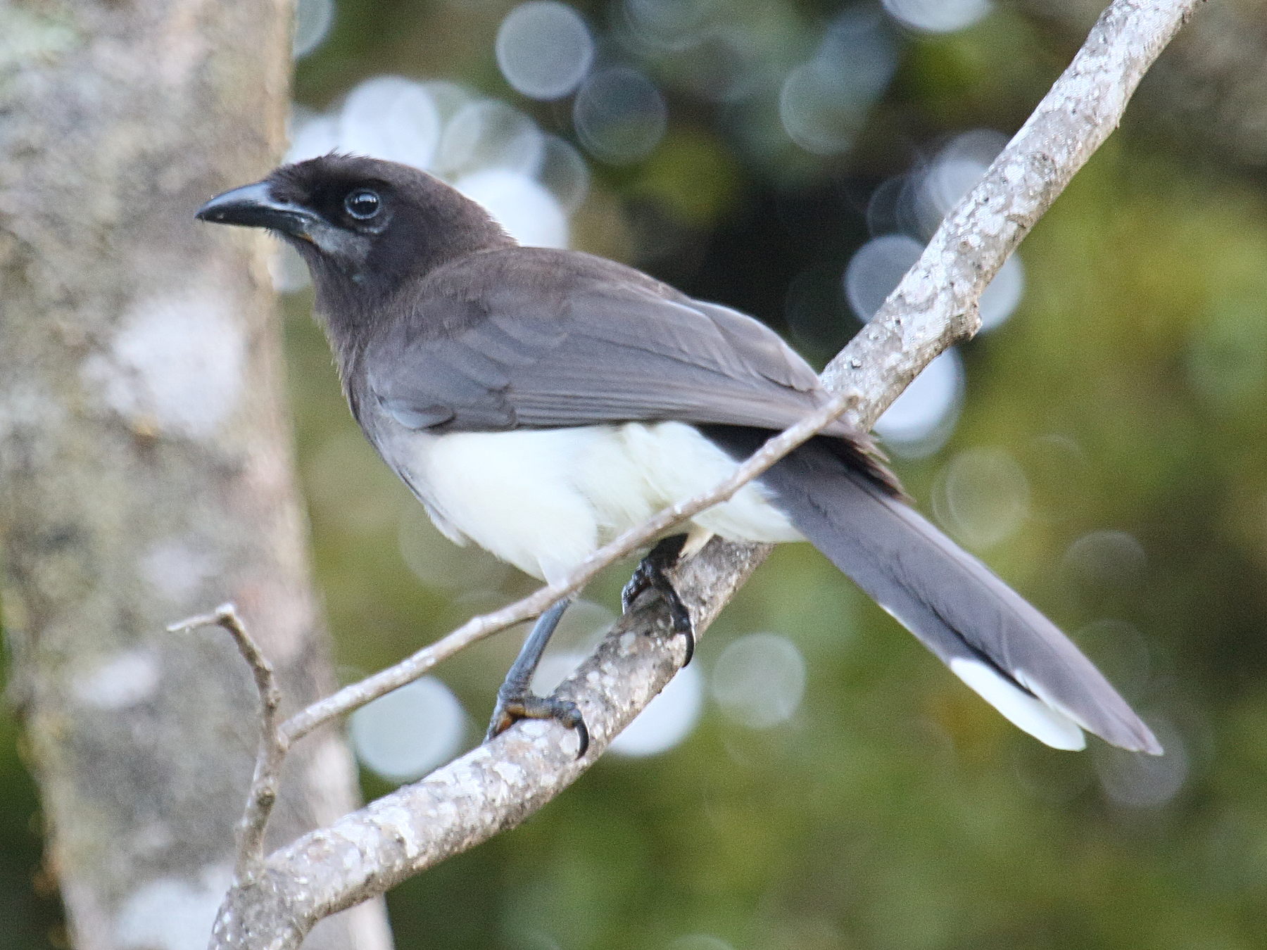 geai_enfume_-_psilorhinus_morio2bd