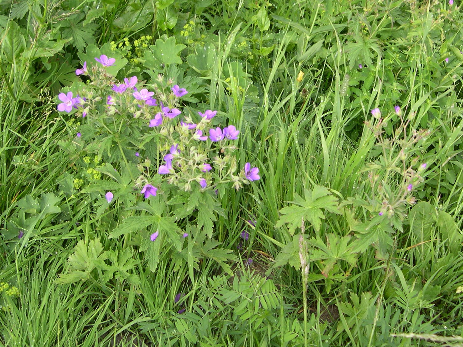 Afficher le média geranium_sylvaticum1md geranium_sylvaticum1md