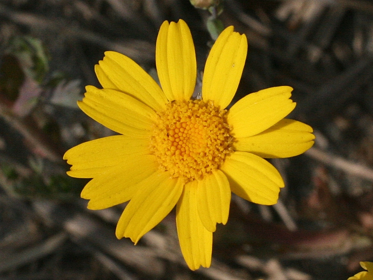 Afficher le média glebionis_segetum3md glebionis_segetum3md