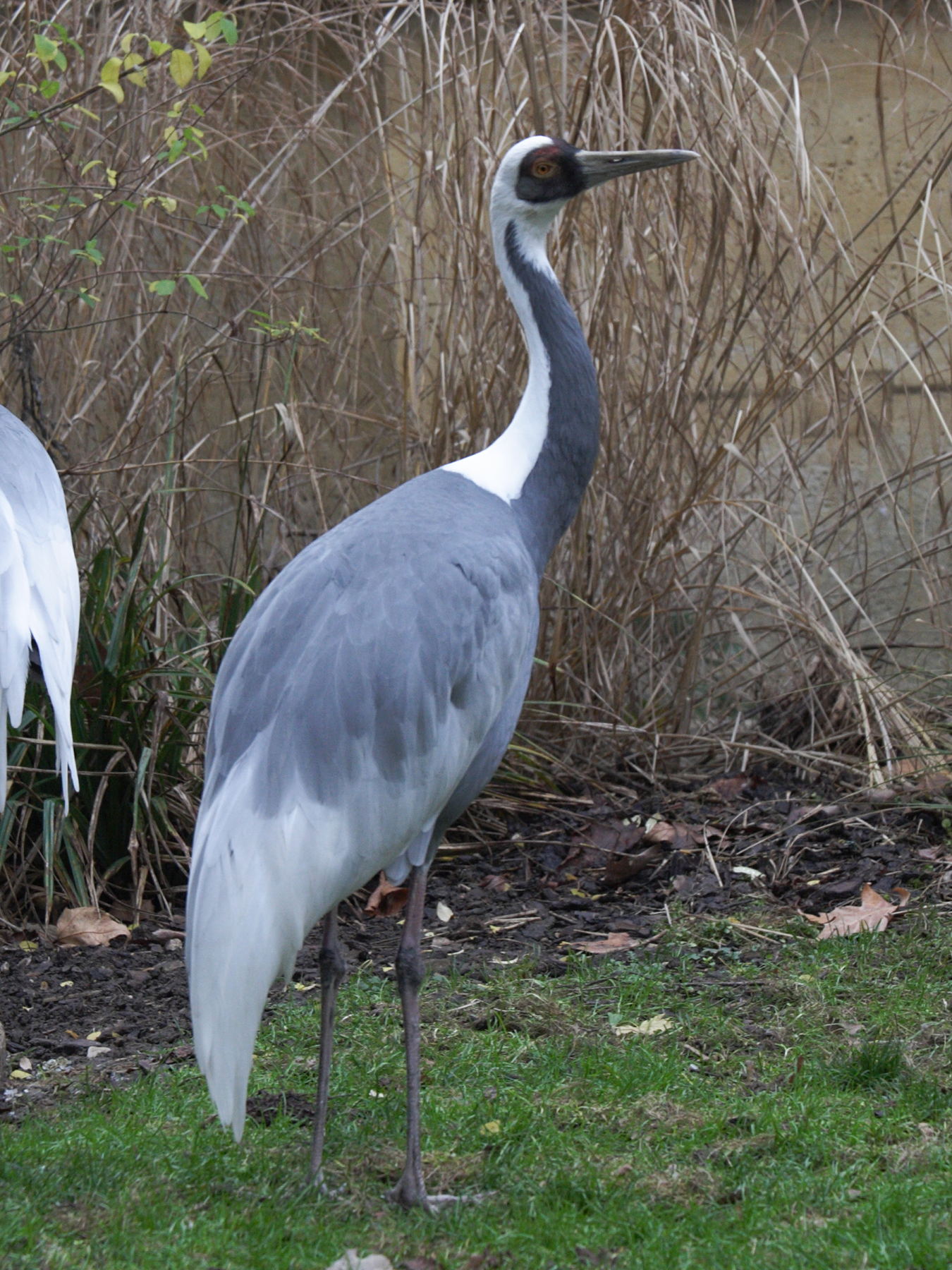 grue_a_cou_blanc_-_grus_vipio3md