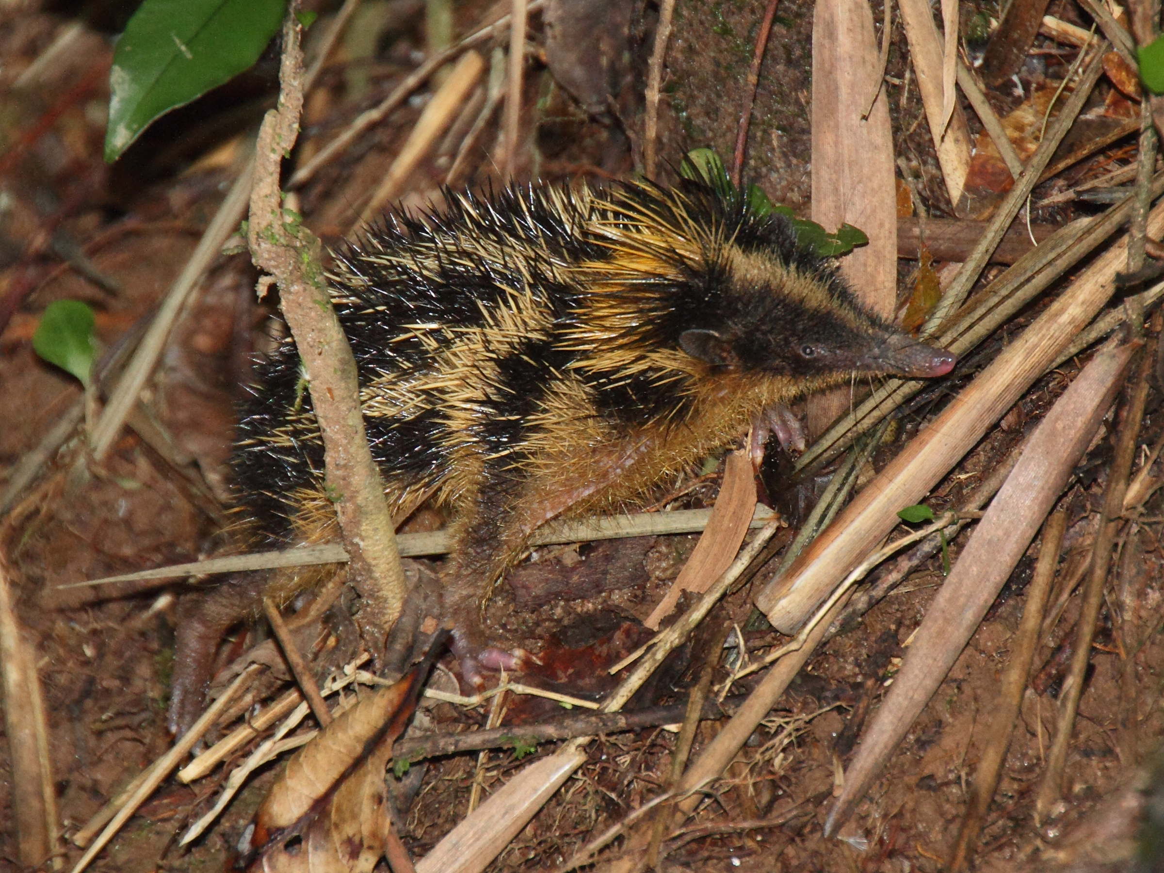 hemicentetes_semispinosus1md