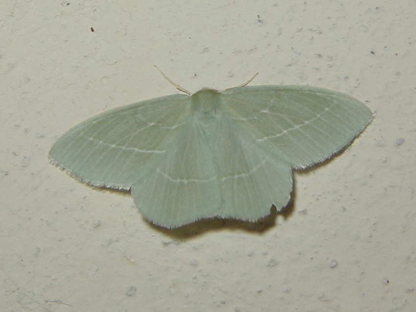 hemistola_chrysoprasaria1md