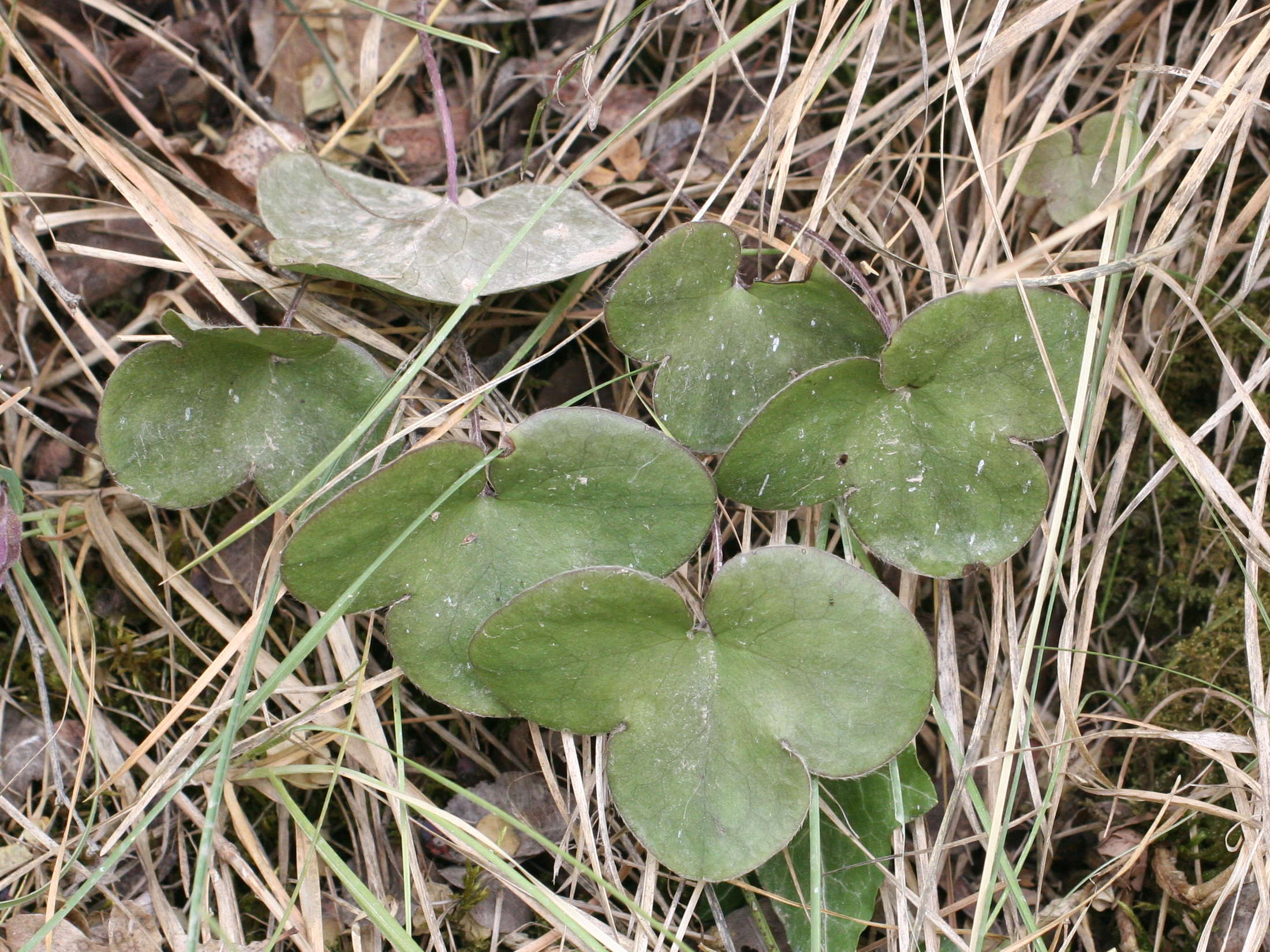 Afficher le média Hepatica_nobilis Hepatica_nobilis