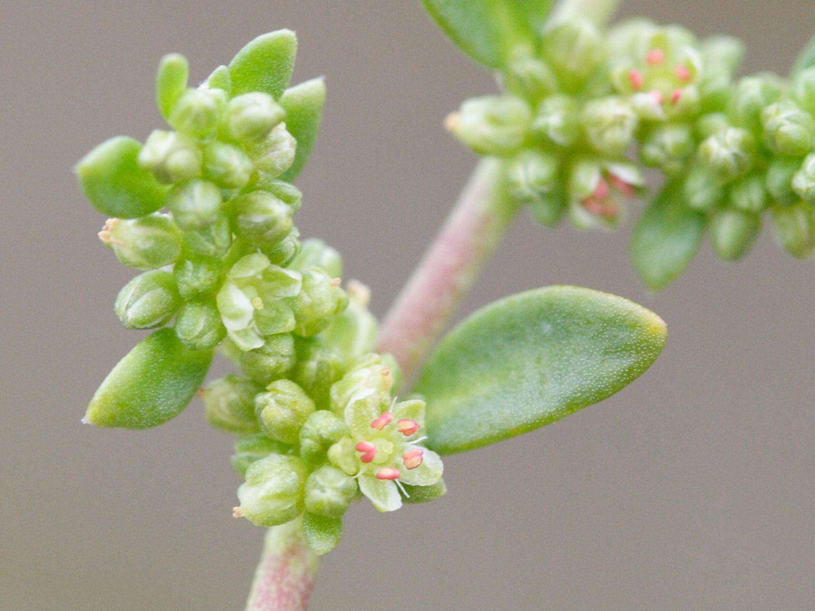 herniaria_ciliolata4md