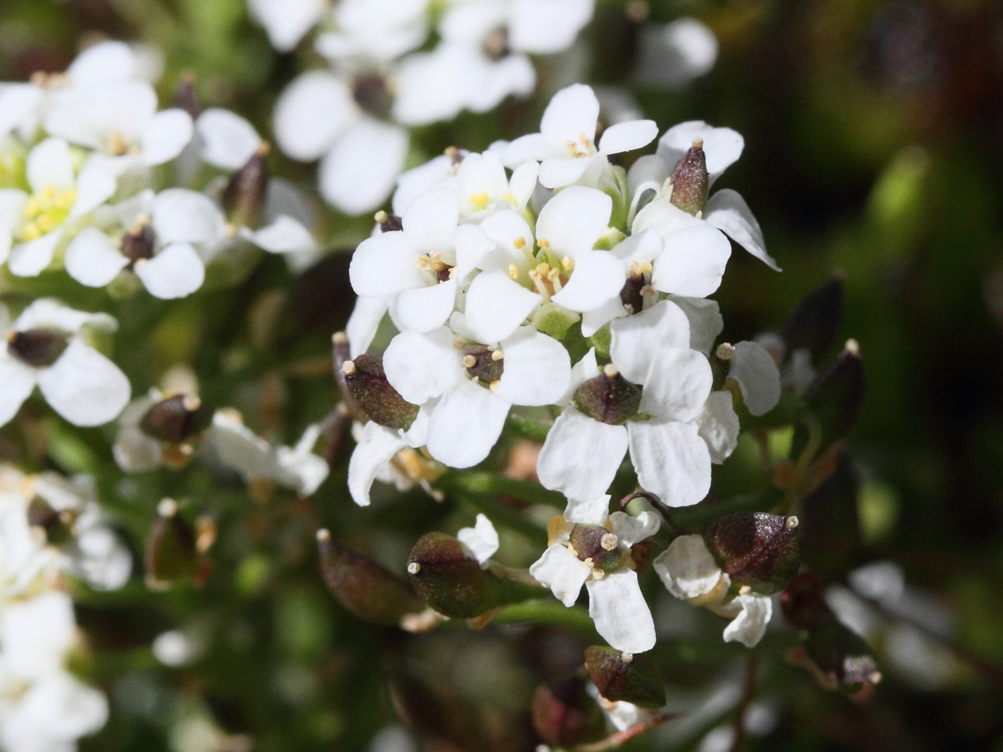 Afficher le média hornungia_alpina1md hornungia_alpina1md