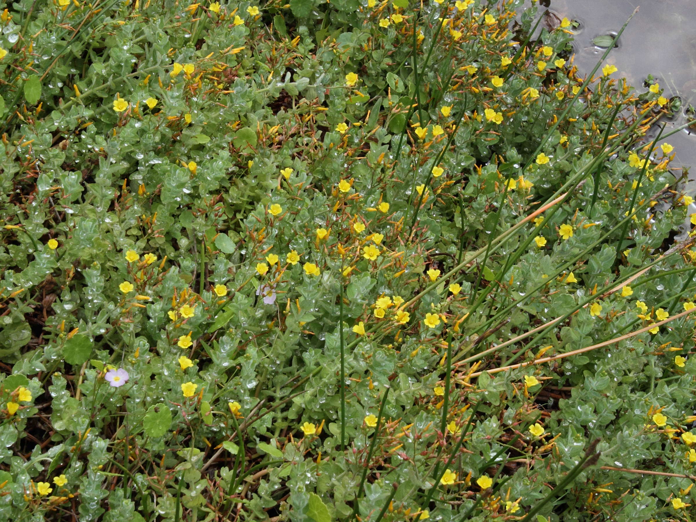 Afficher le média hypericum_elodes5md hypericum_elodes5md