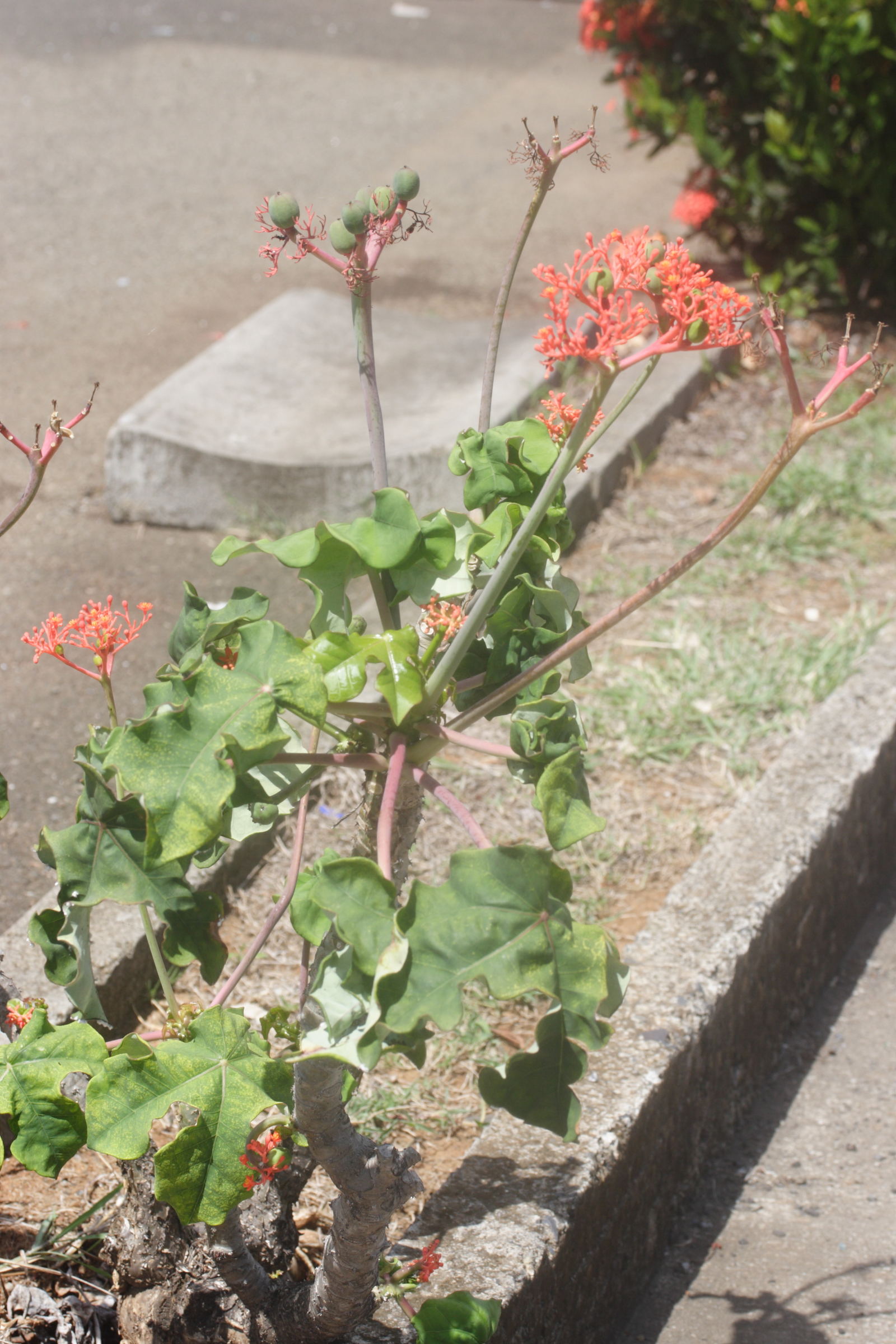Afficher le média jatropha_podagrica1md jatropha_podagrica1md