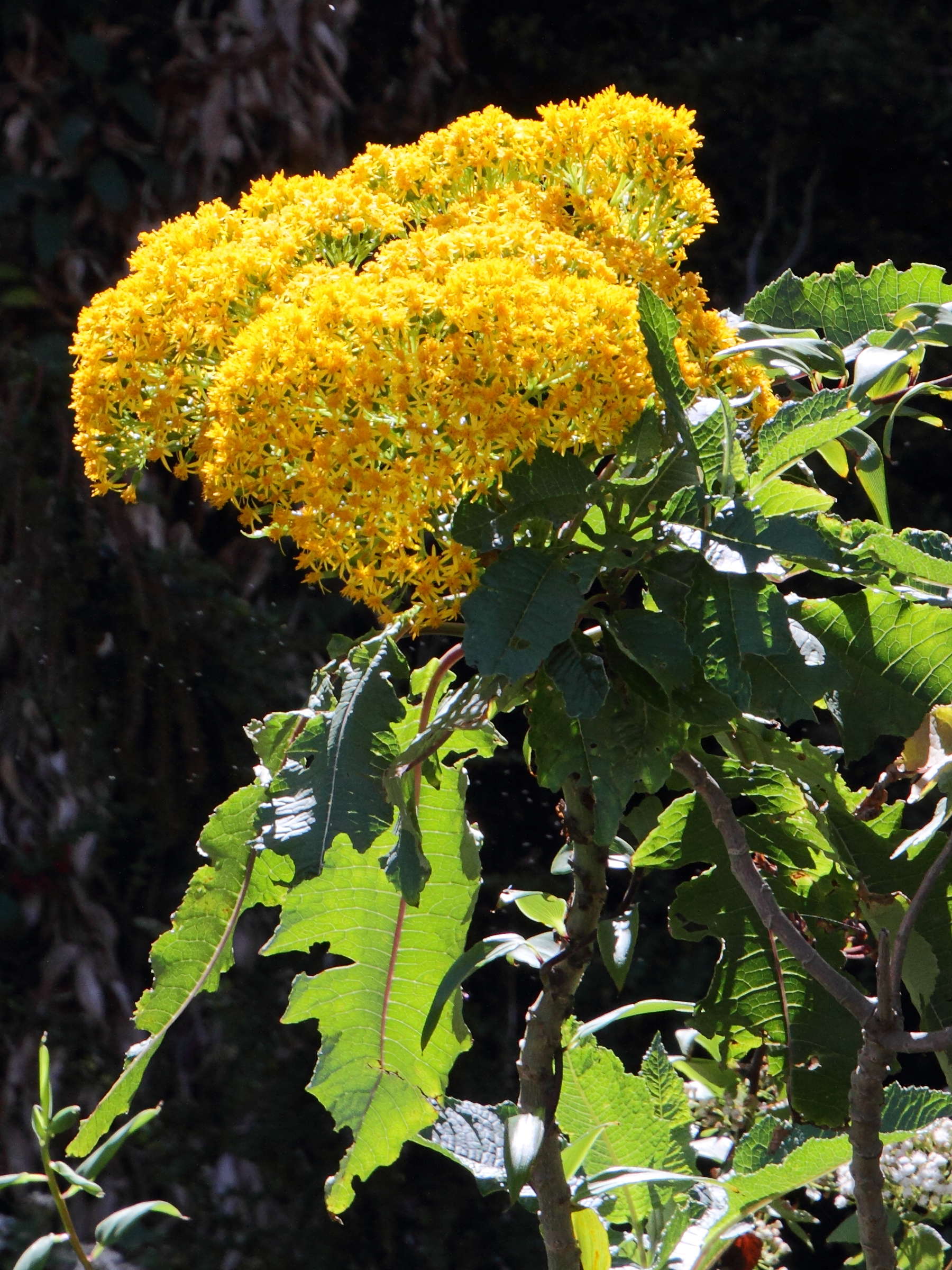 jessea_multivenia3md