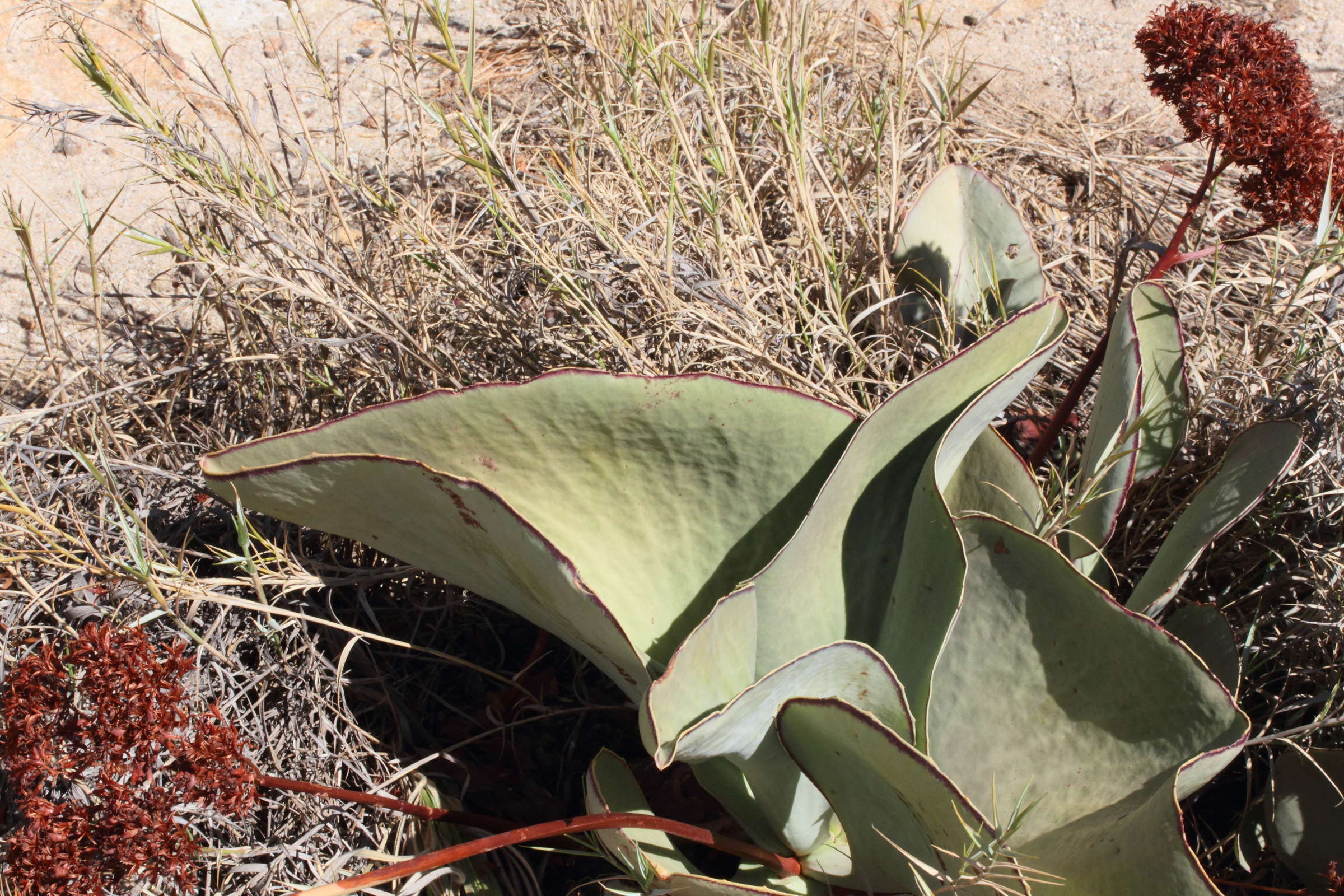 kalanchoe_synsepala1md