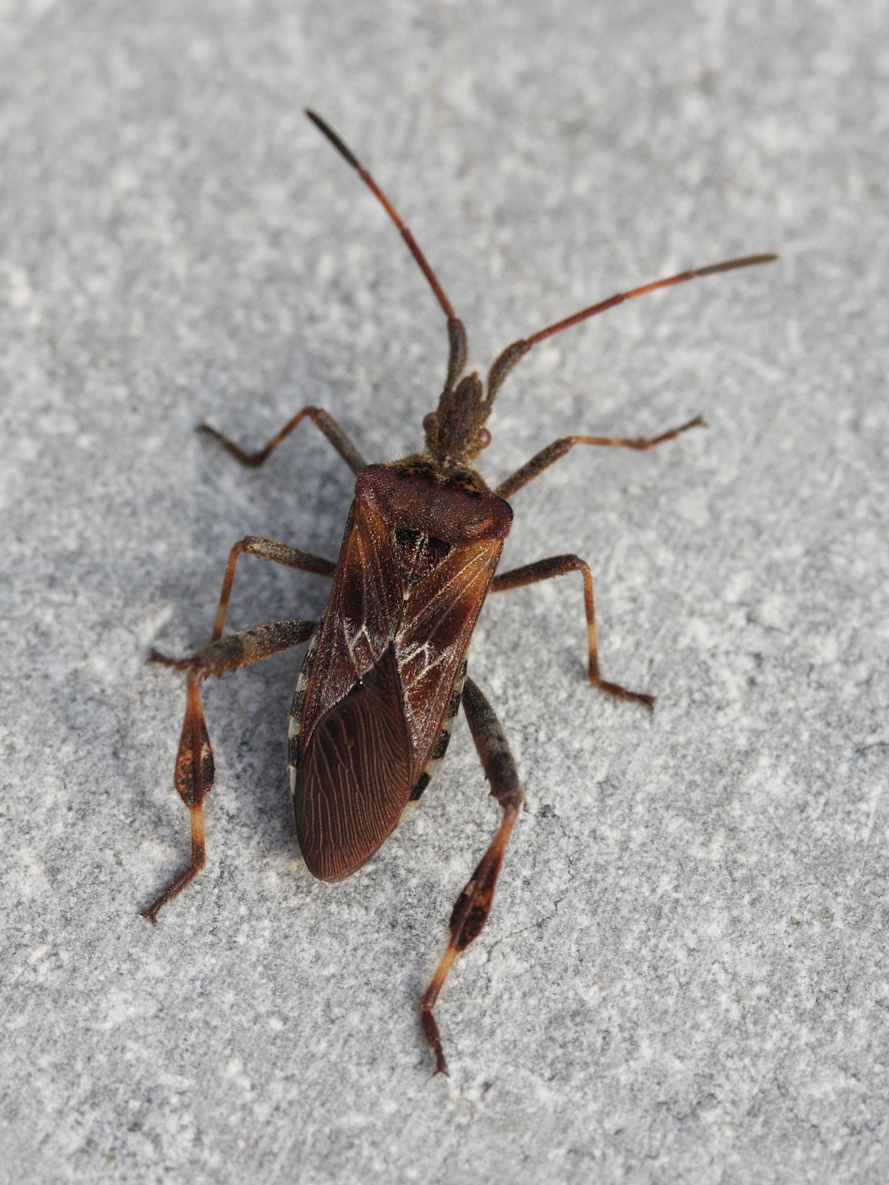 leptoglossus_occidentalis1md