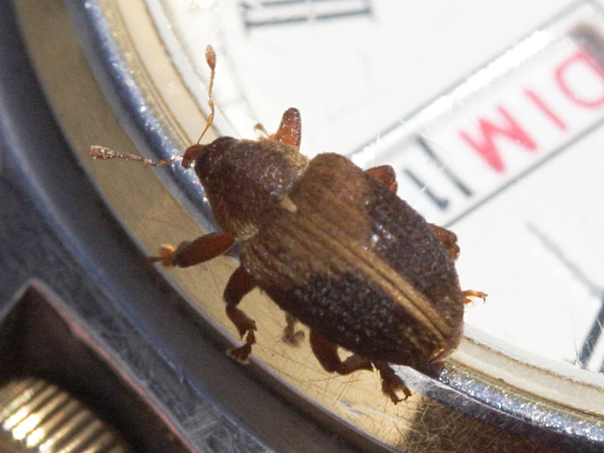 lignyodes_enucleator1md