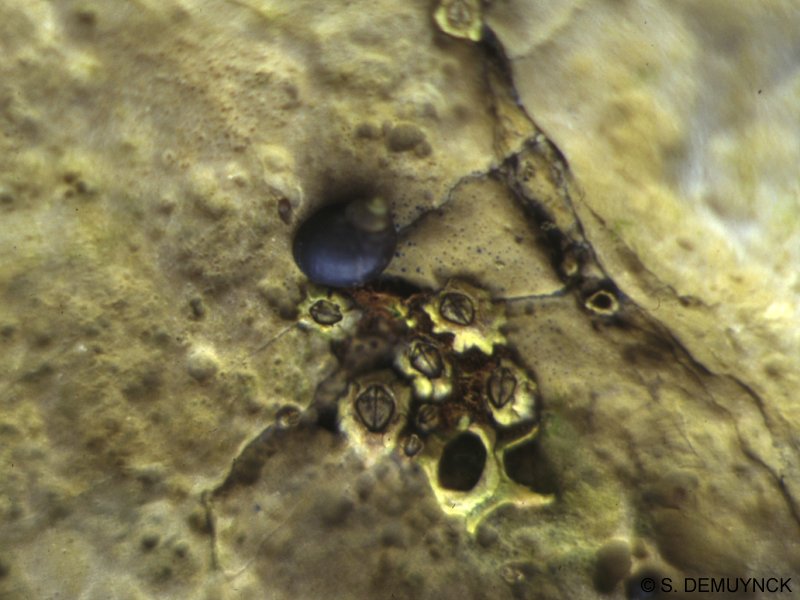 littorina_neritoides1sde