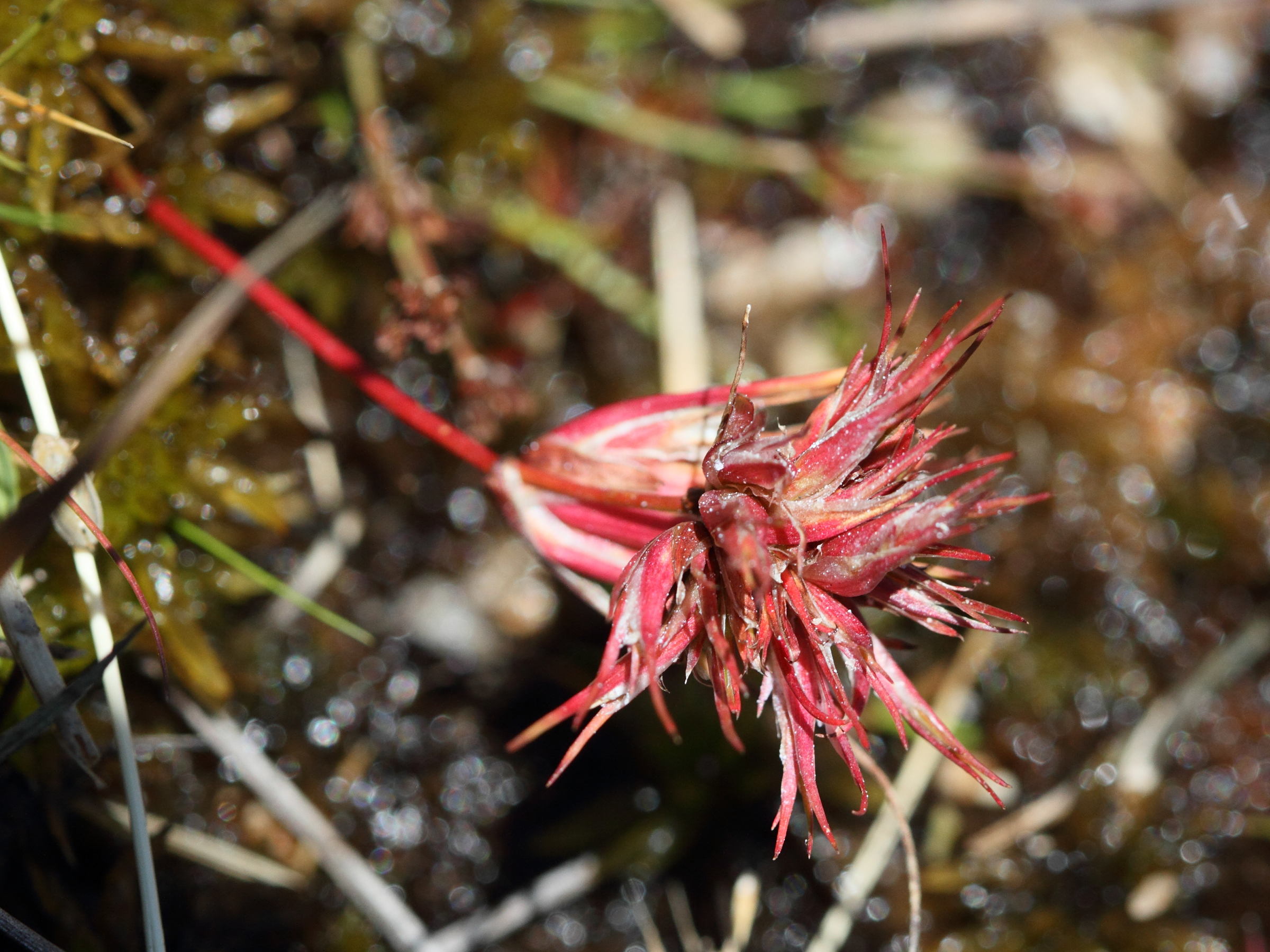 livia_junci_galle1md