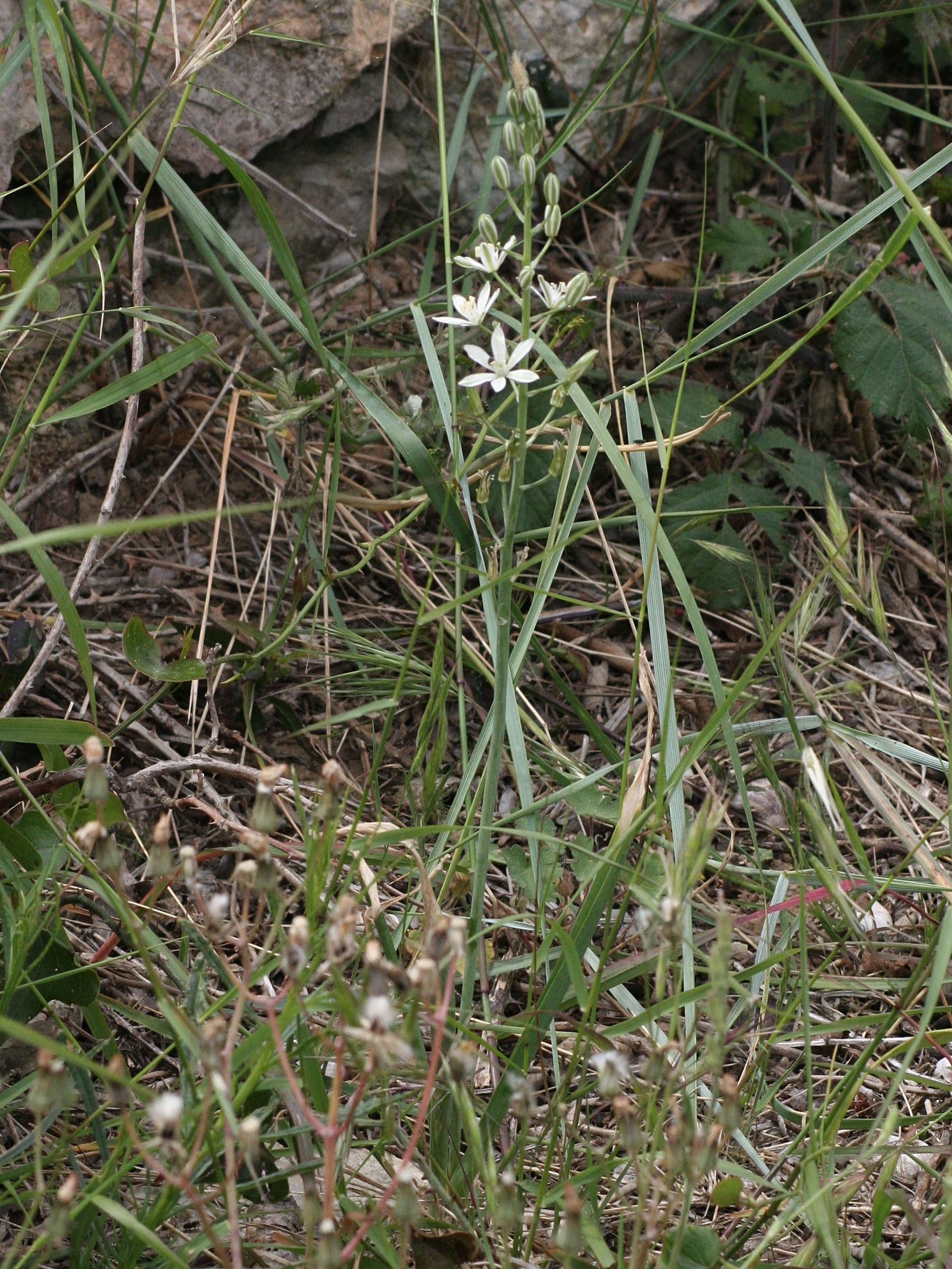 Afficher le média Loncomelos_narbonense Loncomelos_narbonense