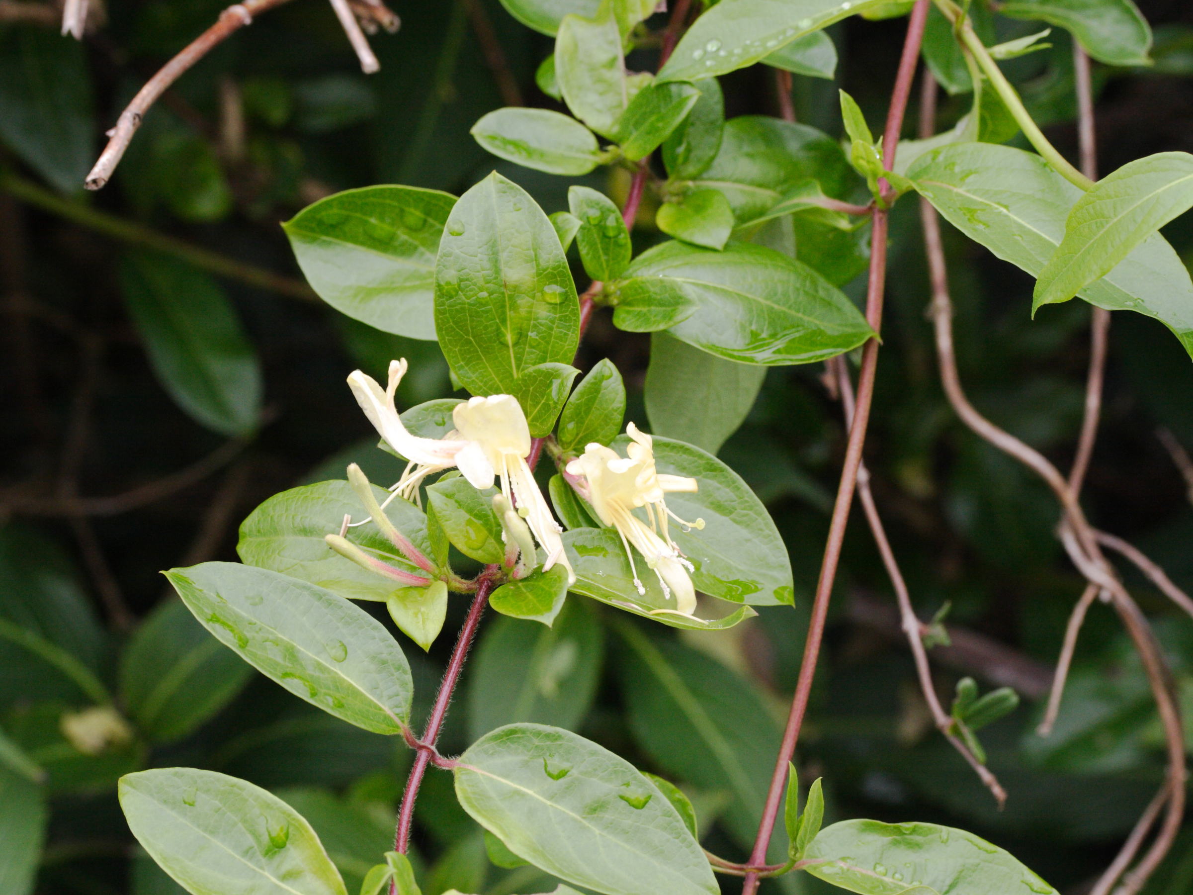 lonicera_japonica1md